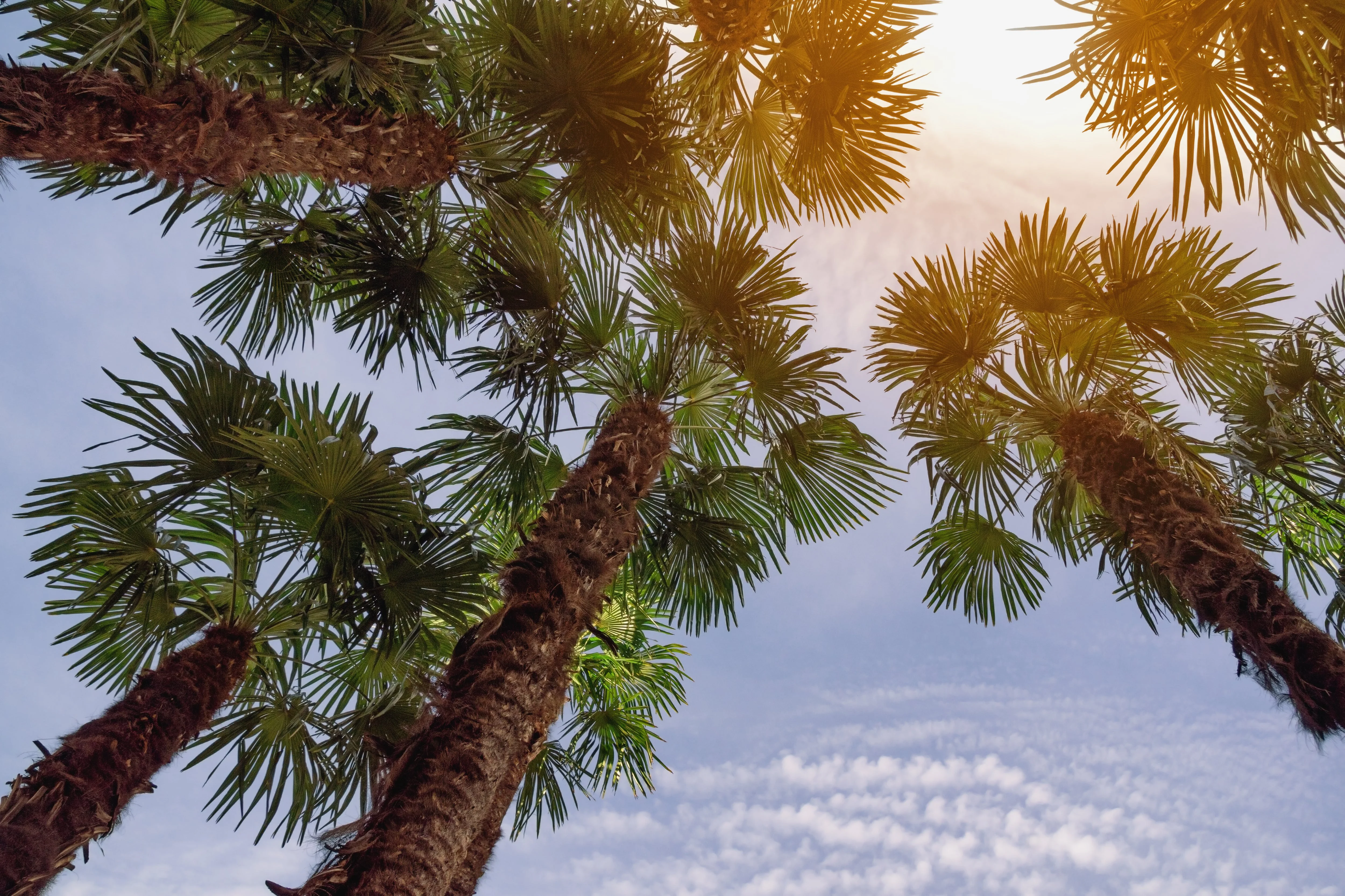 30 CALIFORNIA FAN PALM Tree Petticoat Arizona Desert Washingtonia Filifera Seeds - Image 3