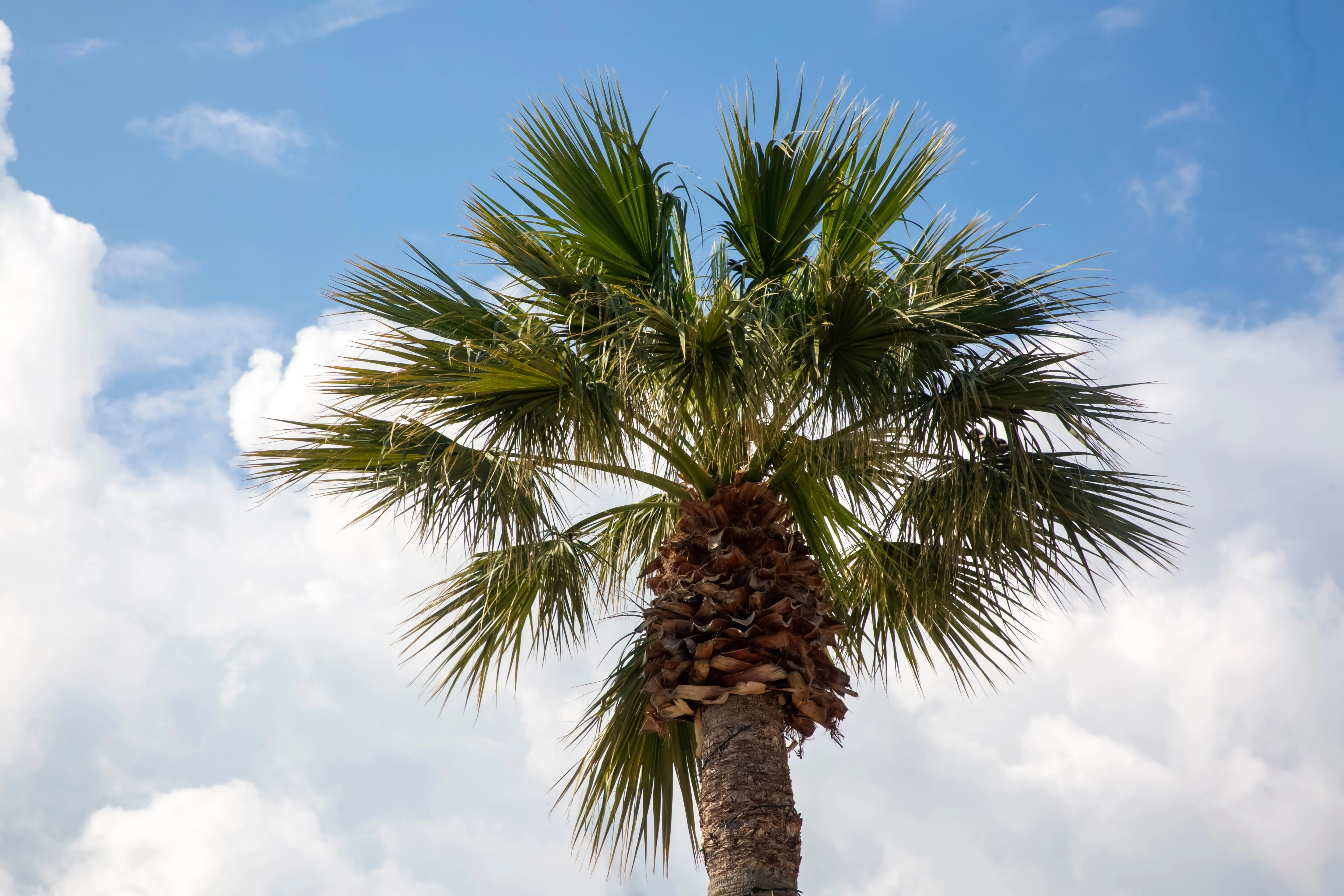 30 CALIFORNIA FAN PALM Tree Petticoat Arizona Desert Washingtonia Filifera Seeds - Image 4