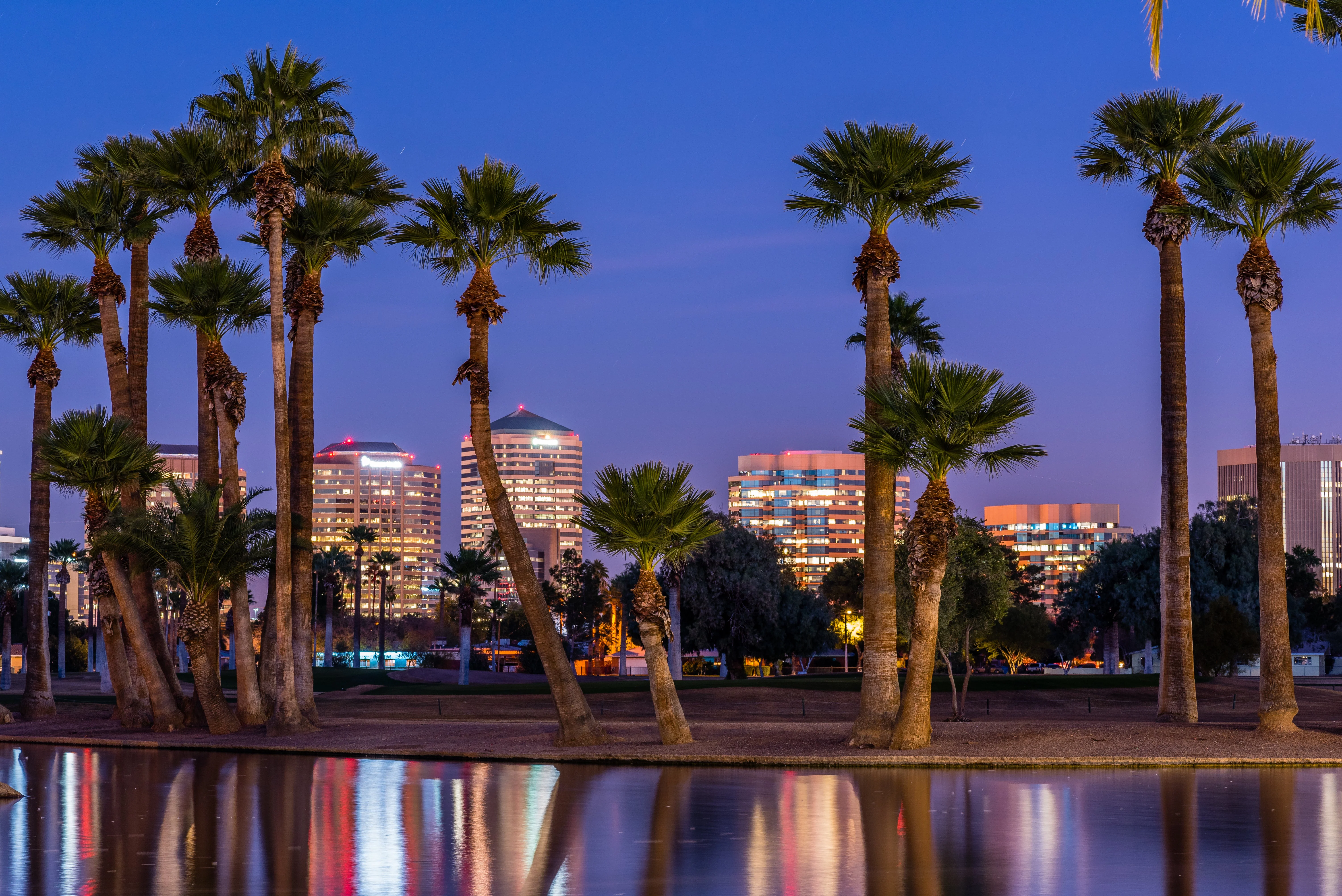 30 CALIFORNIA FAN PALM Tree Petticoat Arizona Desert Washingtonia Filifera Seeds - Image 5