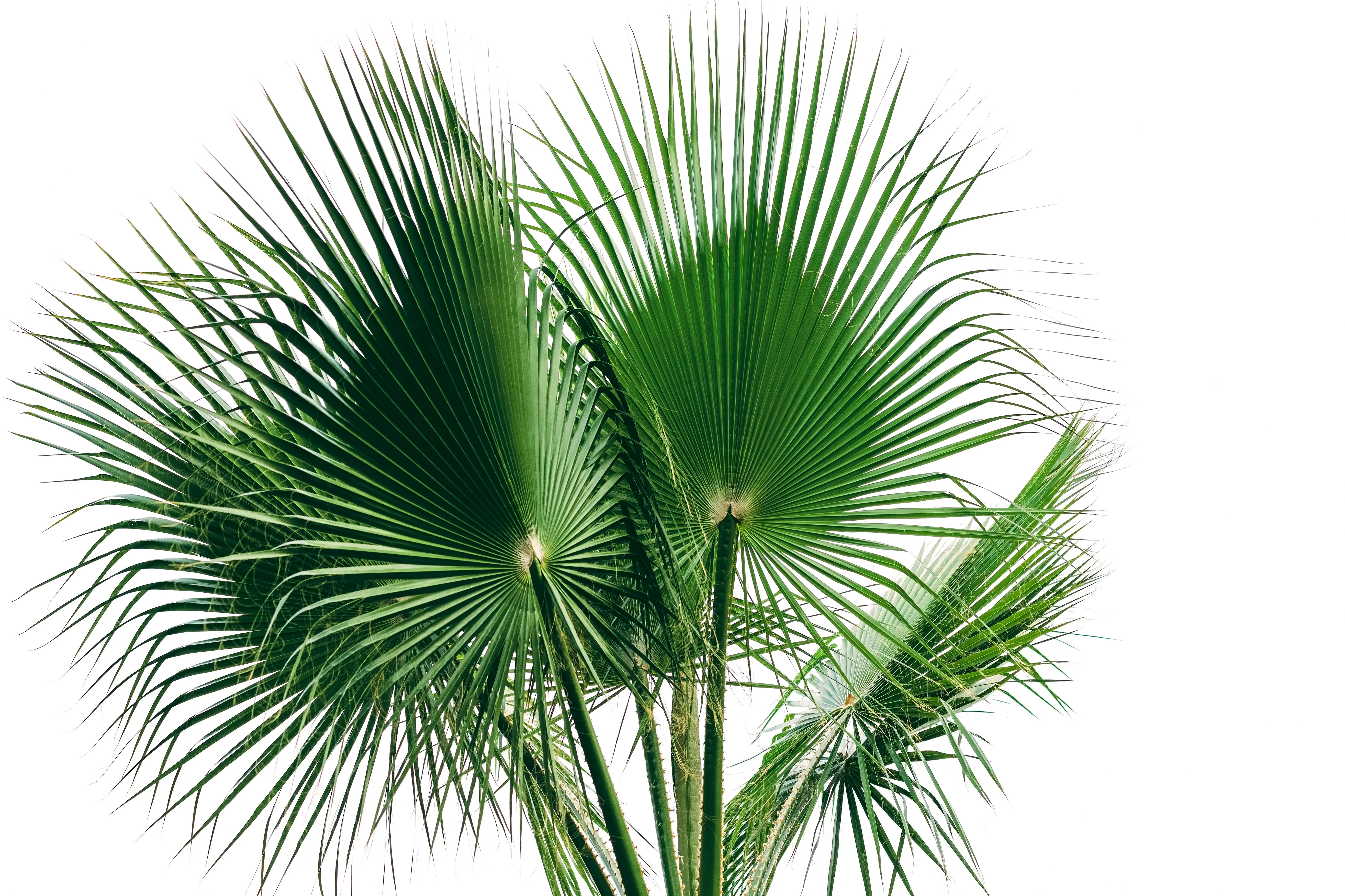30 CALIFORNIA FAN PALM Tree Petticoat Arizona Desert Washingtonia Filifera Seeds - Image 6