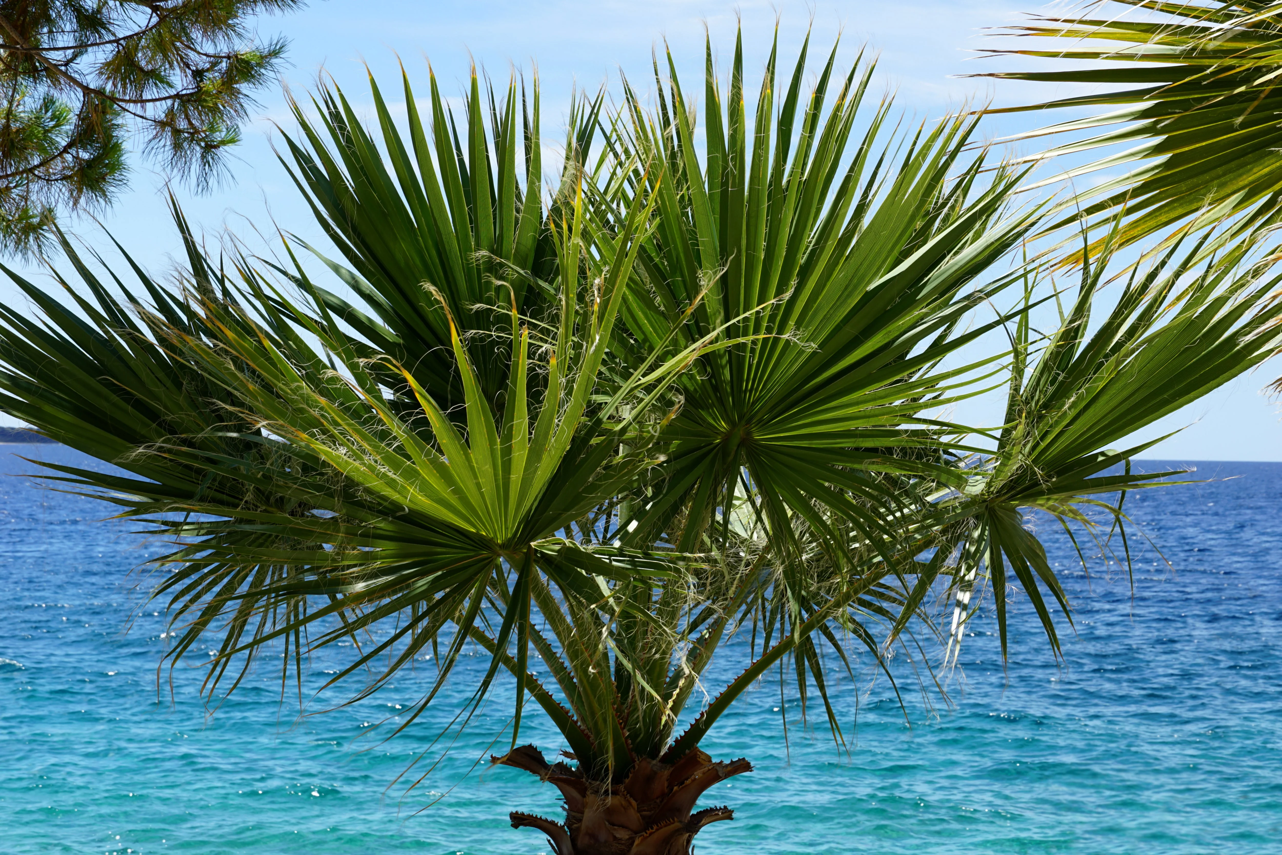 30 CALIFORNIA FAN PALM Tree Petticoat Arizona Desert Washingtonia Filifera Seeds - Image 7