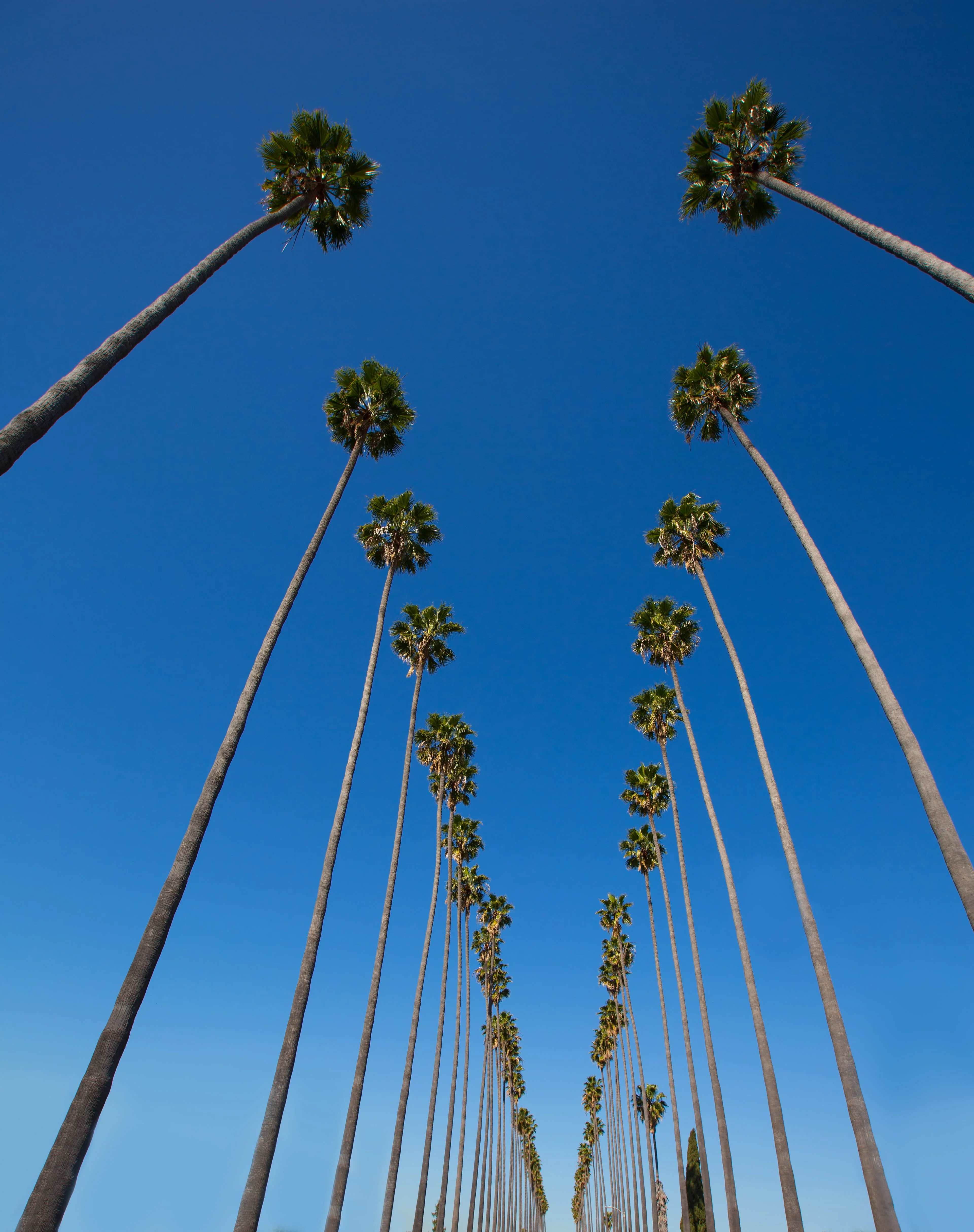 30 CALIFORNIA FAN PALM Tree Petticoat Arizona Desert Washingtonia Filifera Seeds - Image 8