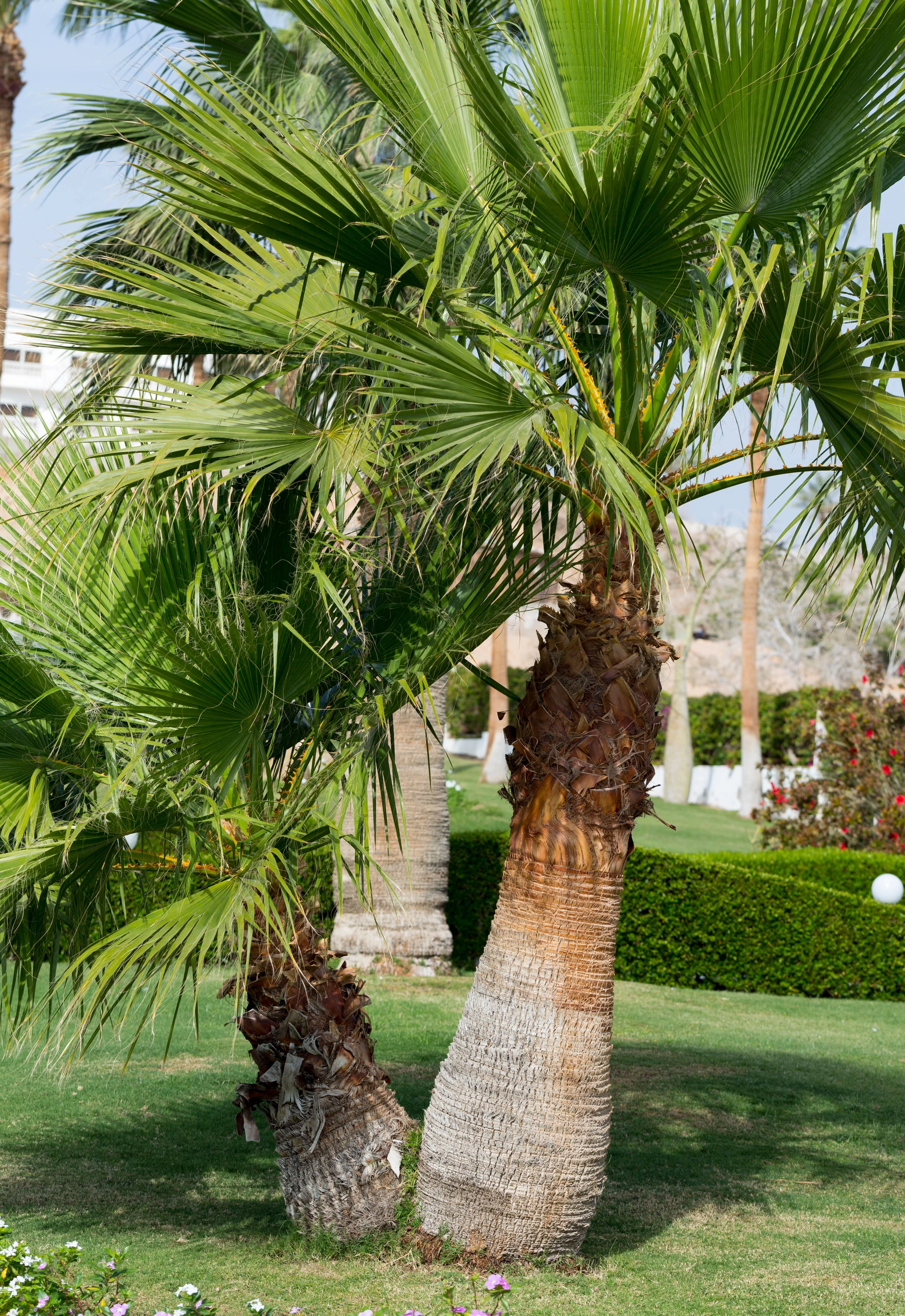 30 CALIFORNIA FAN PALM Tree Petticoat Arizona Desert Washingtonia Filifera Seeds - Image 9