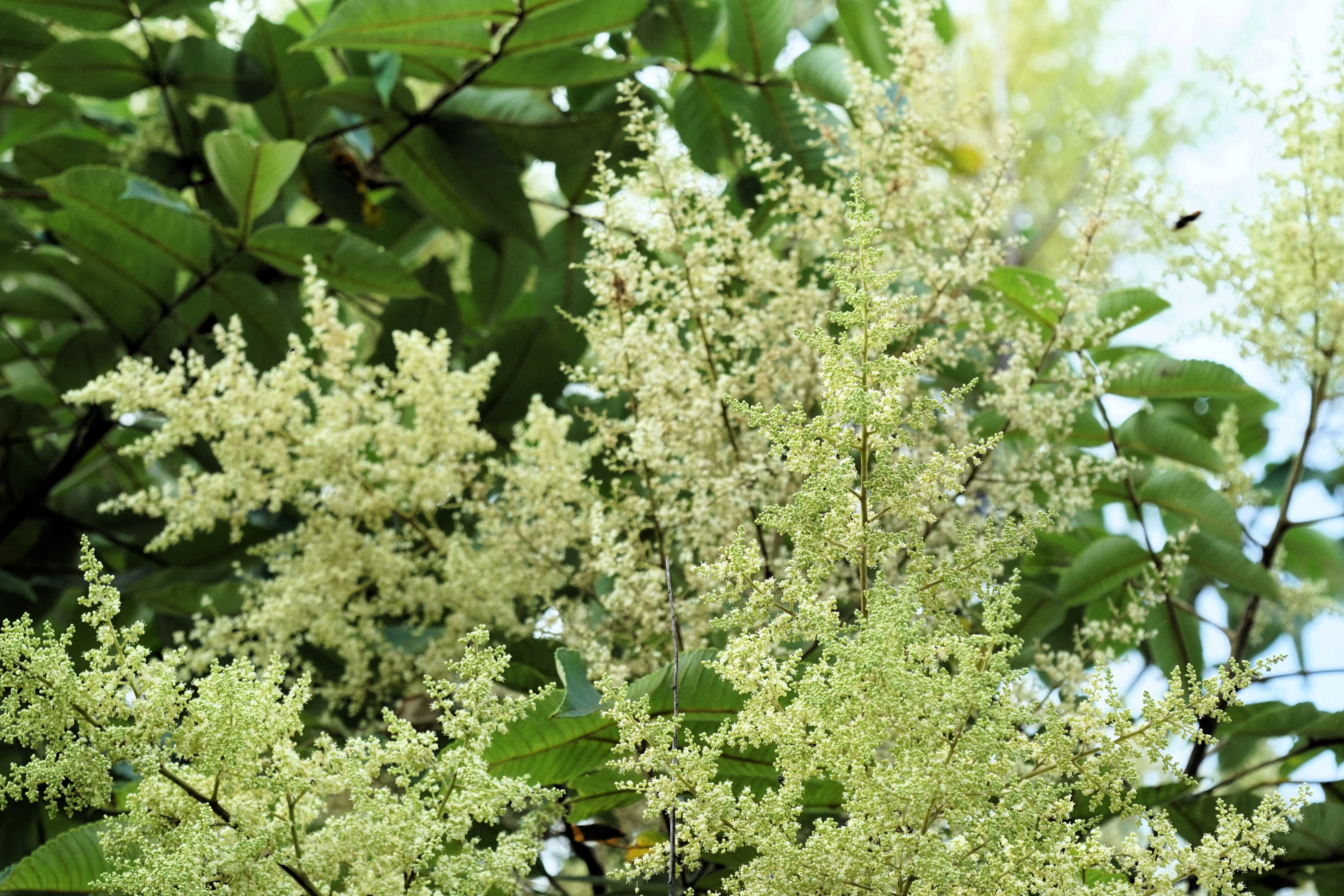 30 CHINESE SUMAC TREE Nutgall White Flowers Red Berries Rhus Chinensis Seeds - Image 10