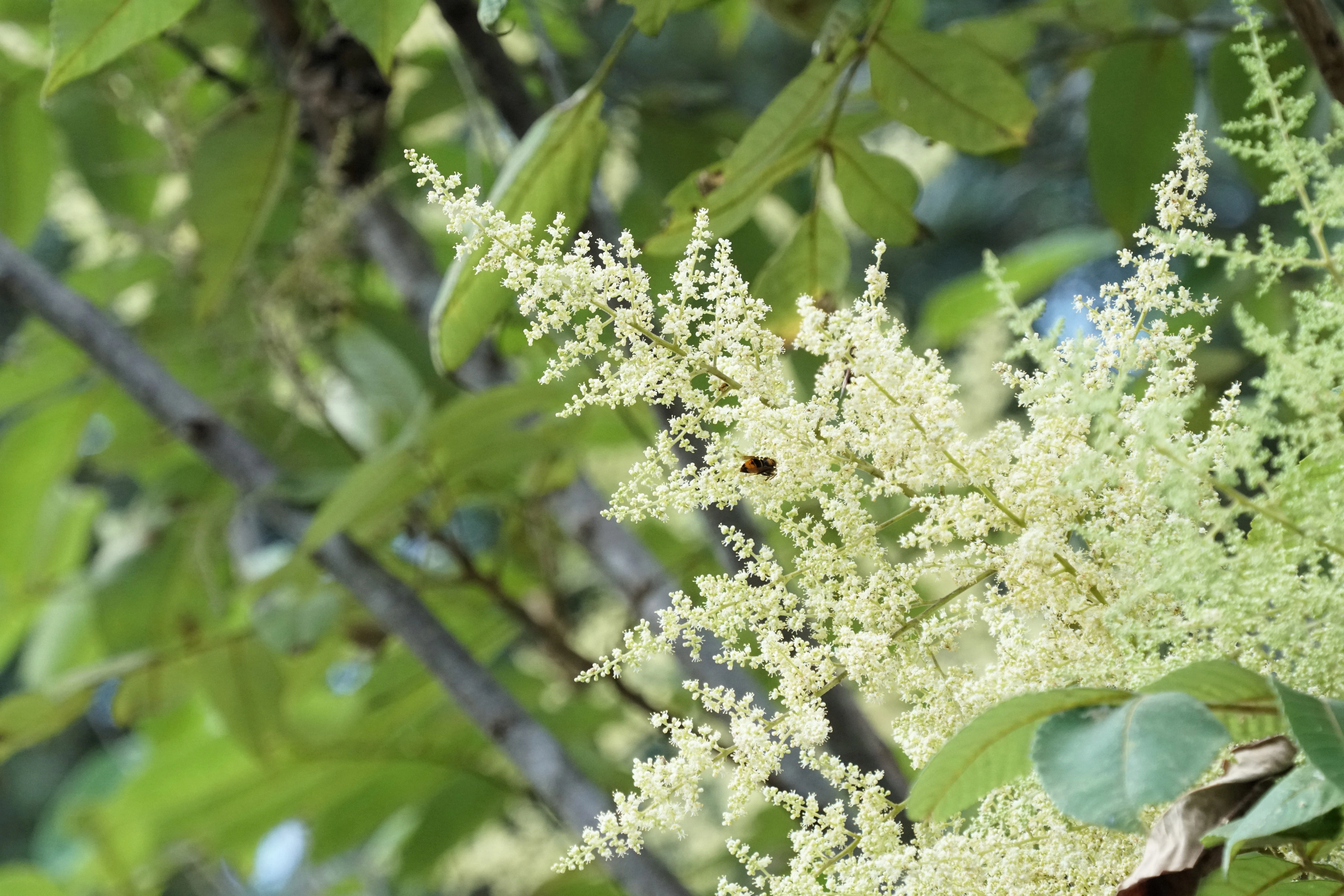30 CHINESE SUMAC TREE Nutgall White Flowers Red Berries Rhus Chinensis Seeds - Image 11