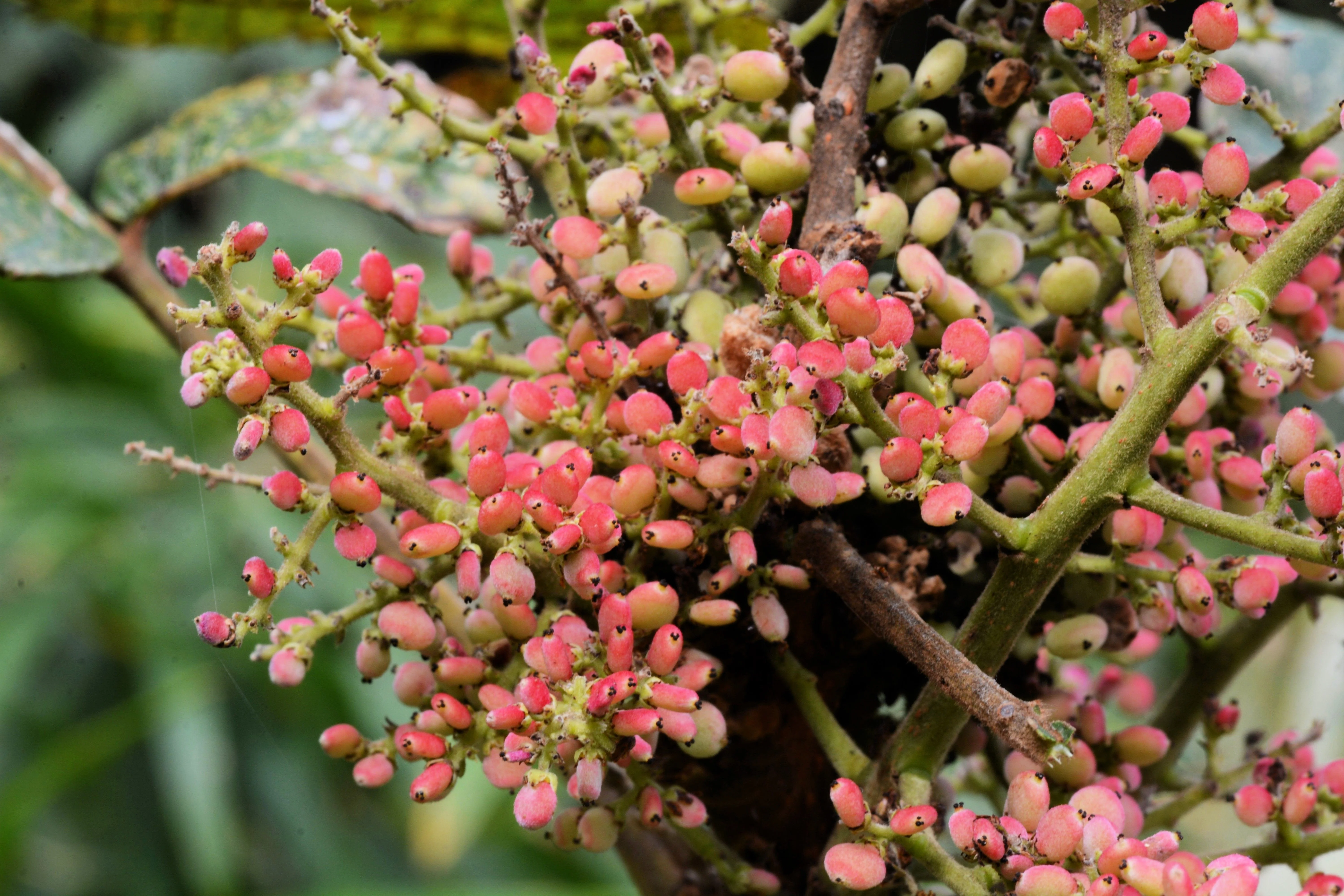 30 CHINESE SUMAC TREE Nutgall White Flowers Red Berries Rhus Chinensis Seeds - Image 2