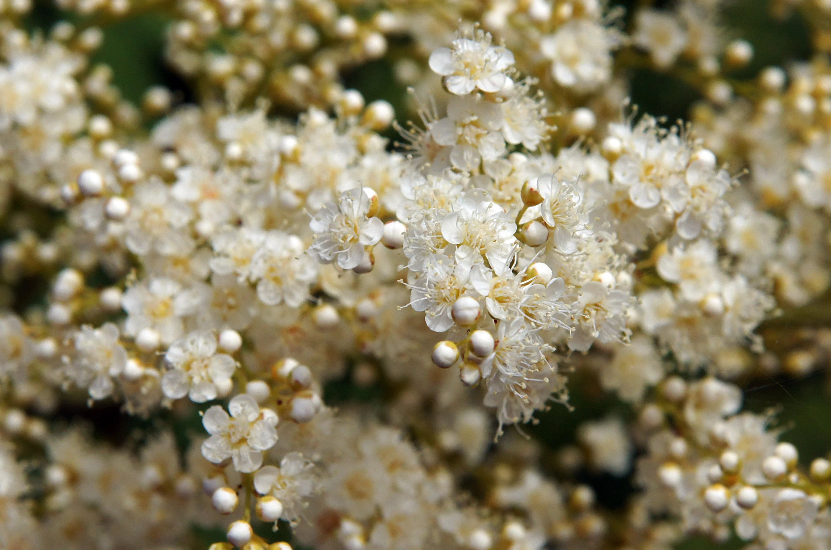 30 CHINESE SUMAC TREE Nutgall White Flowers Red Berries Rhus Chinensis Seeds - Image 3