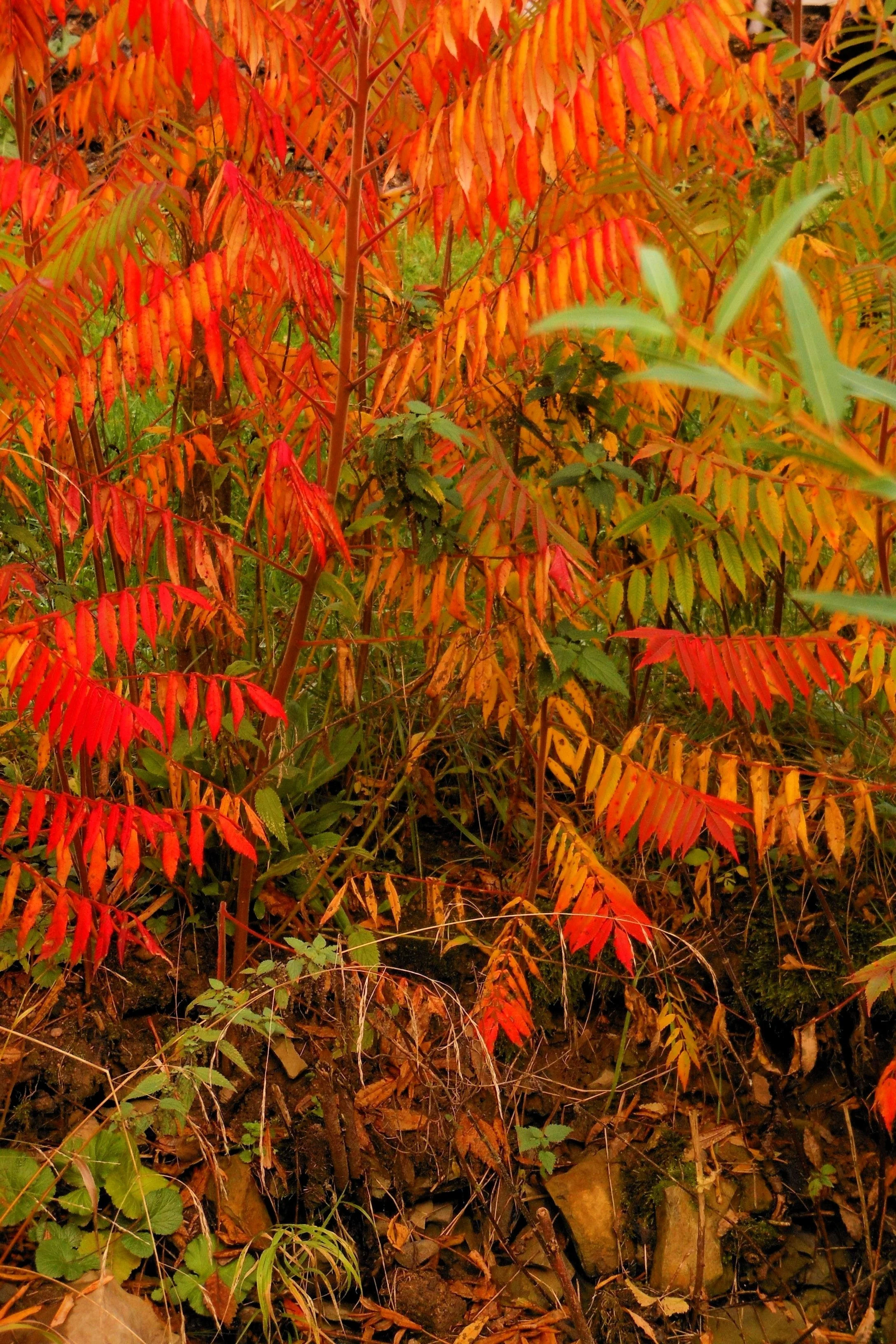 30 CHINESE SUMAC TREE Nutgall White Flowers Red Berries Rhus Chinensis Seeds - Image 4
