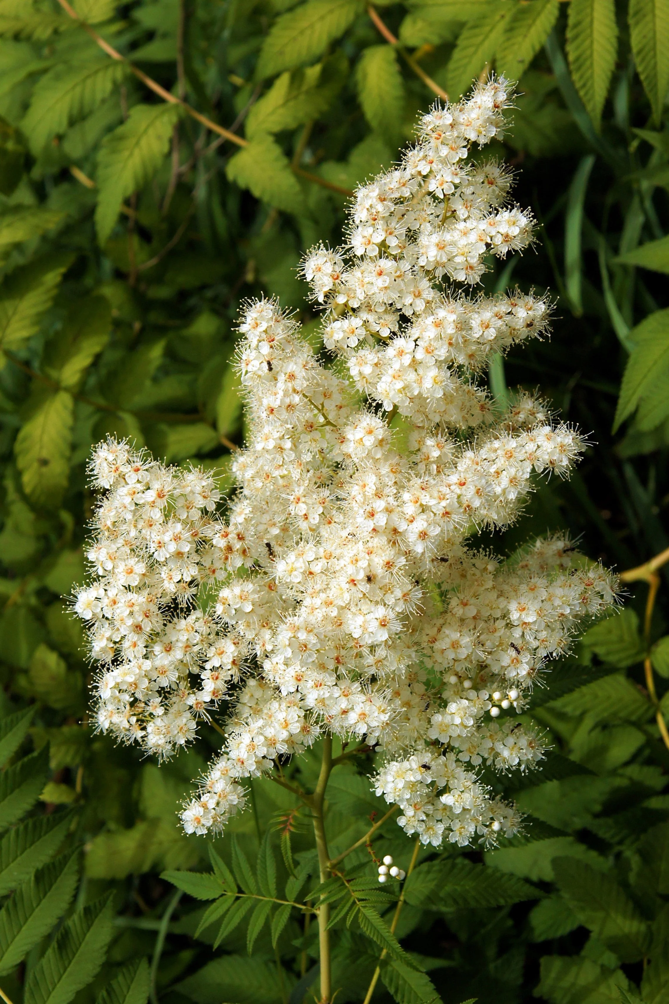 30 CHINESE SUMAC TREE Nutgall White Flowers Red Berries Rhus Chinensis Seeds - Image 5