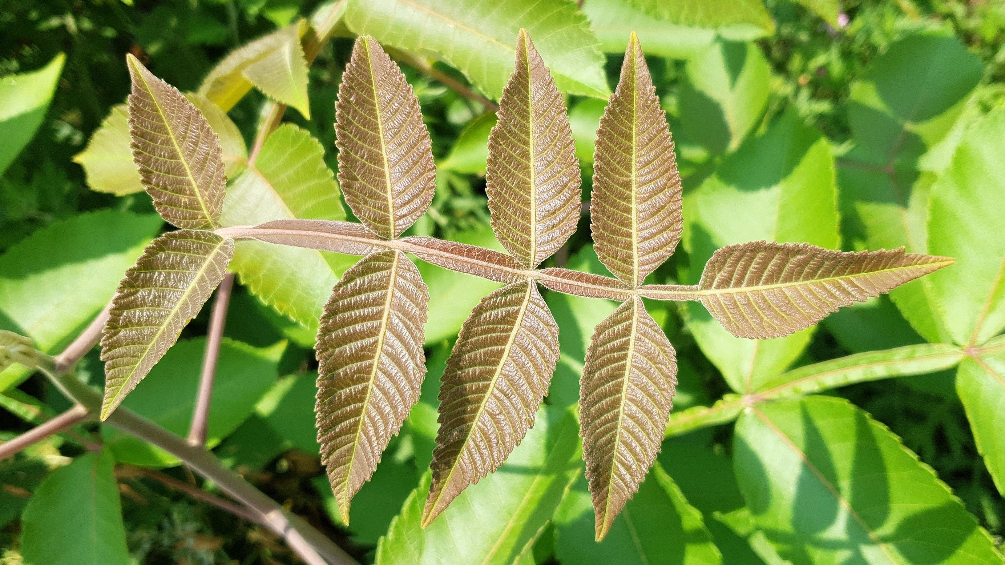 30 CHINESE SUMAC TREE Nutgall White Flowers Red Berries Rhus Chinensis Seeds - Image 6