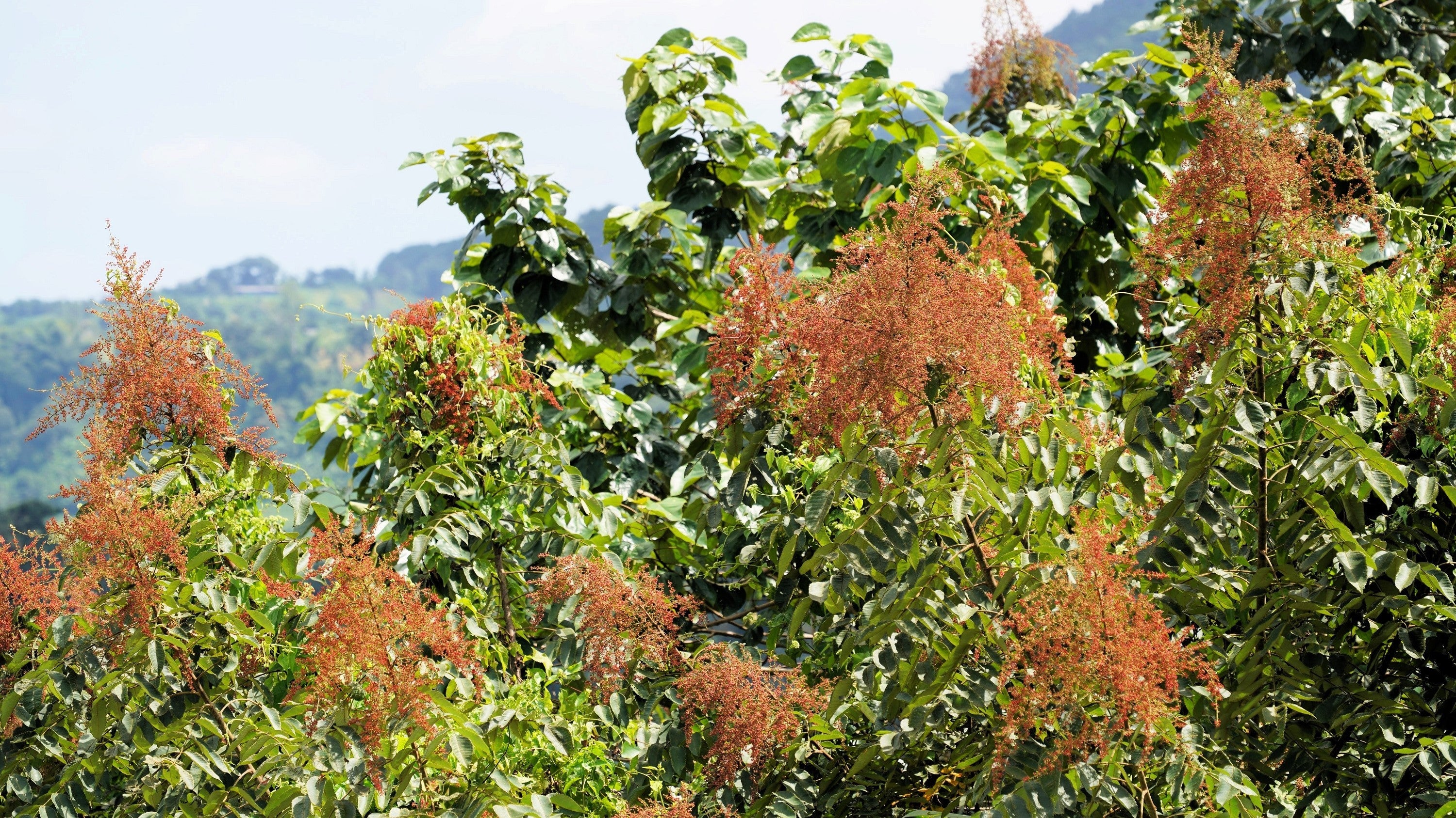 30 CHINESE SUMAC TREE Nutgall White Flowers Red Berries Rhus Chinensis Seeds - Image 7