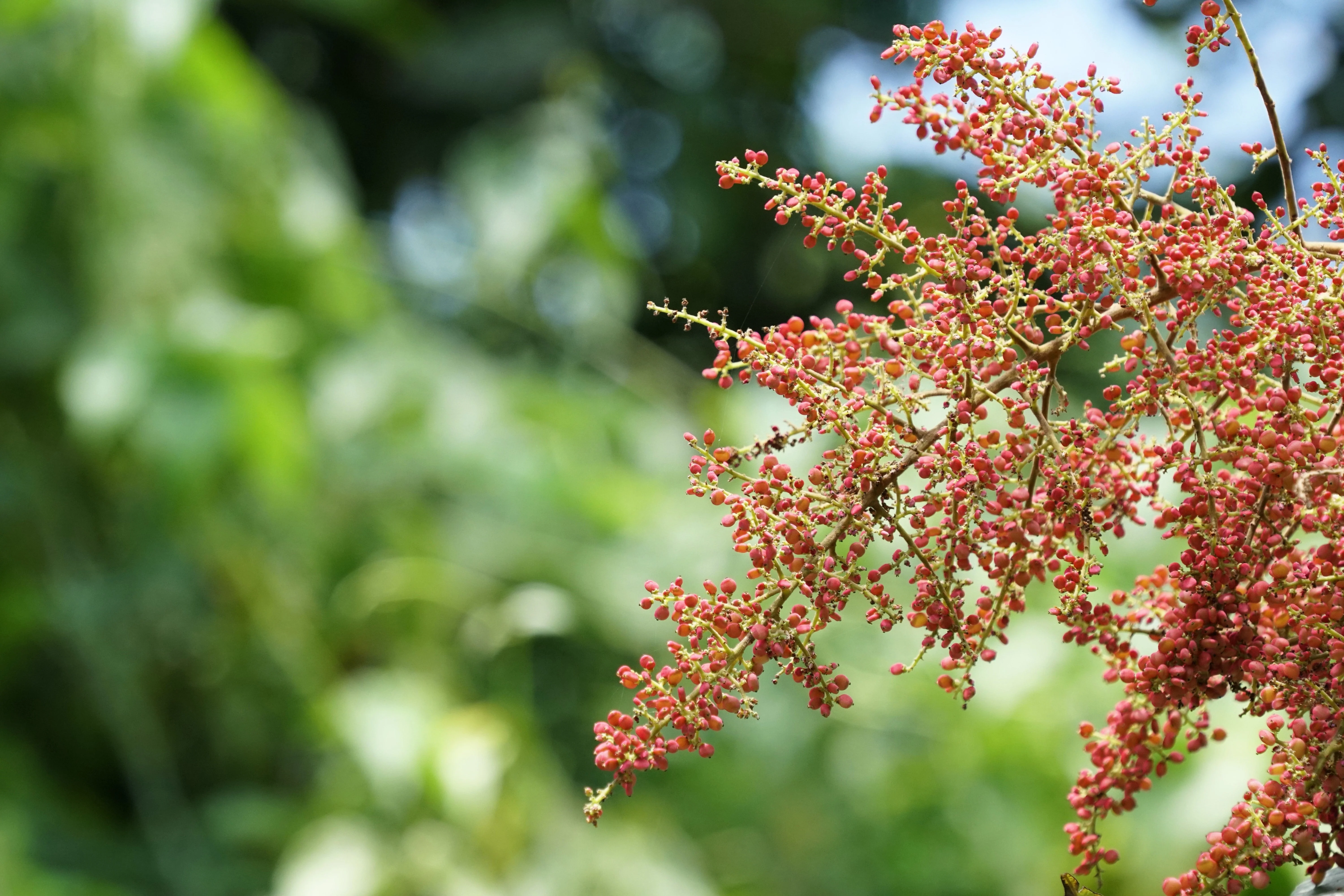 30 CHINESE SUMAC TREE Nutgall White Flowers Red Berries Rhus Chinensis Seeds - Image 8