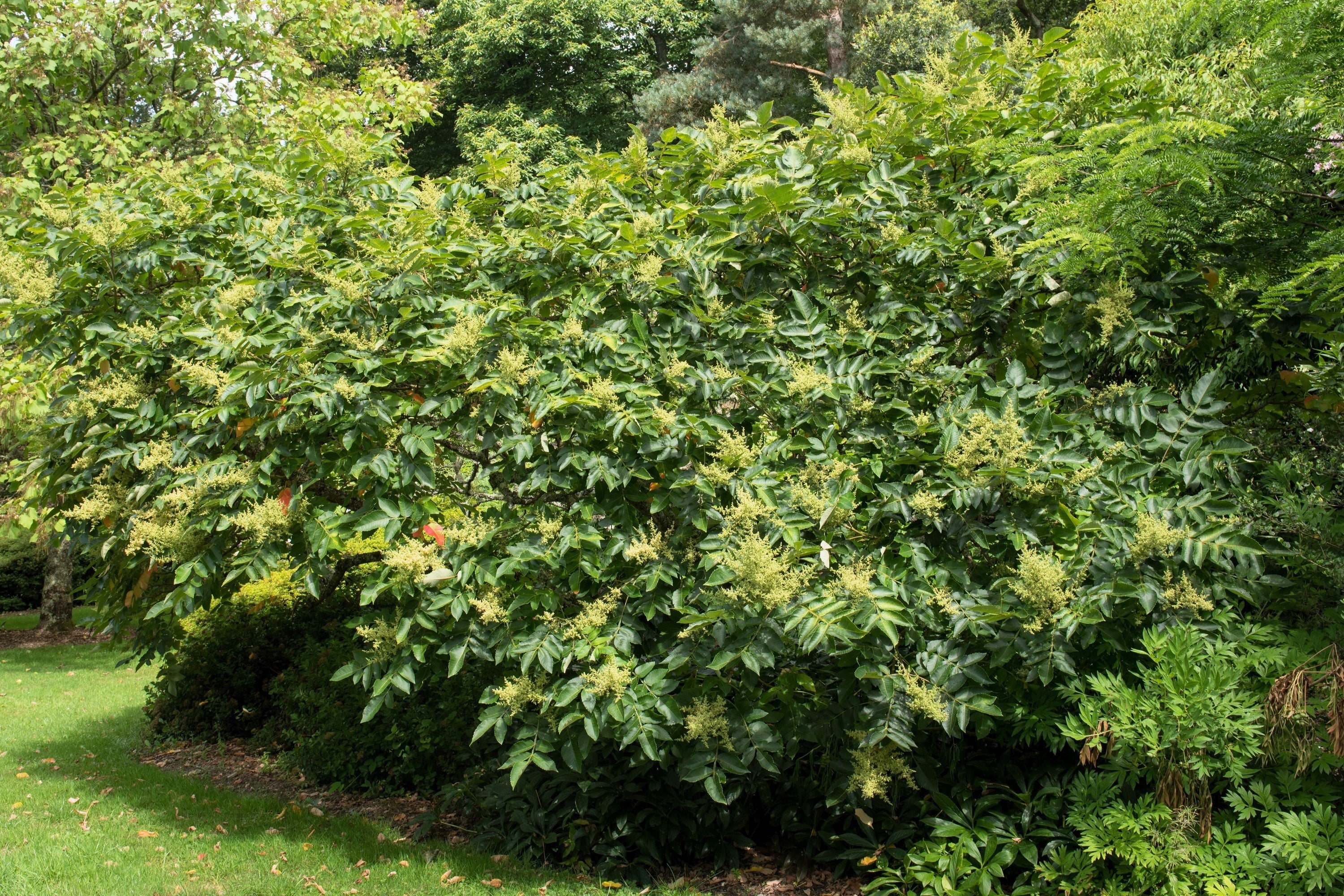 30 CHINESE SUMAC TREE Nutgall White Flowers Red Berries Rhus Chinensis Seeds - Image 9