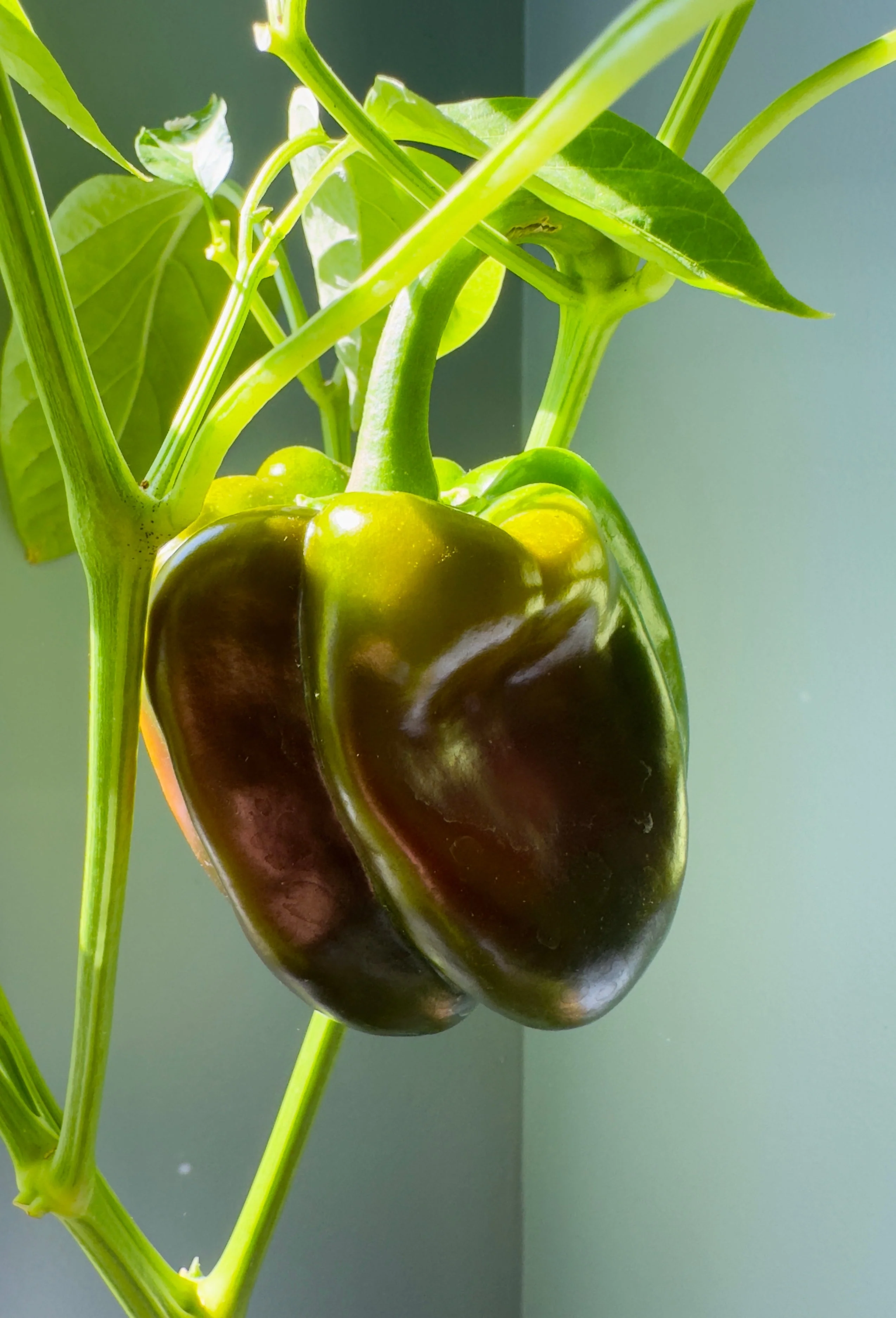 30 CHOCOLATE BEAUTY Bell PEPPER Sweet Brown Capsicum Annuum Vegetable Seeds - Image 2