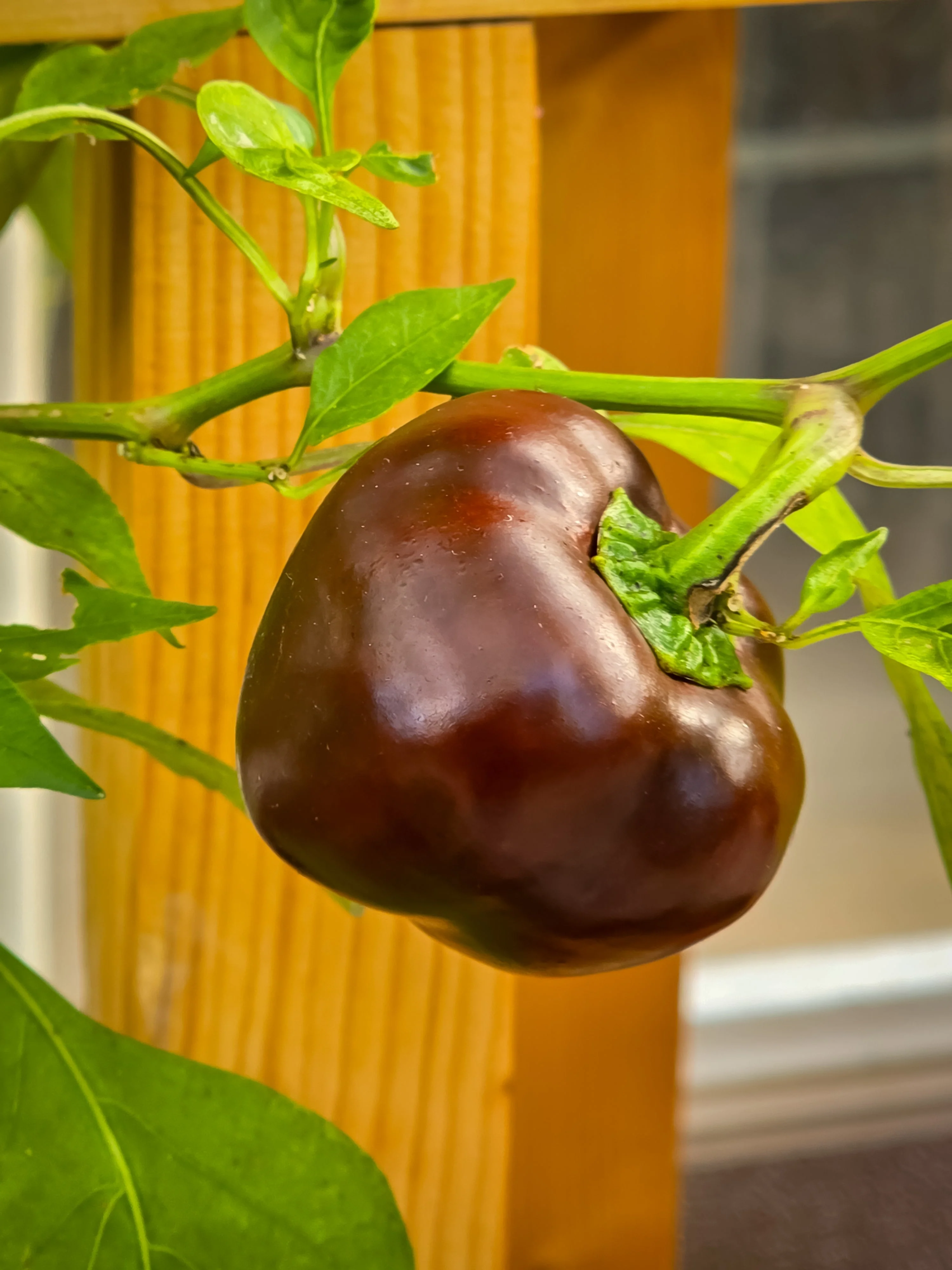 30 CHOCOLATE BEAUTY Bell PEPPER Sweet Brown Capsicum Annuum Vegetable Seeds - Image 3