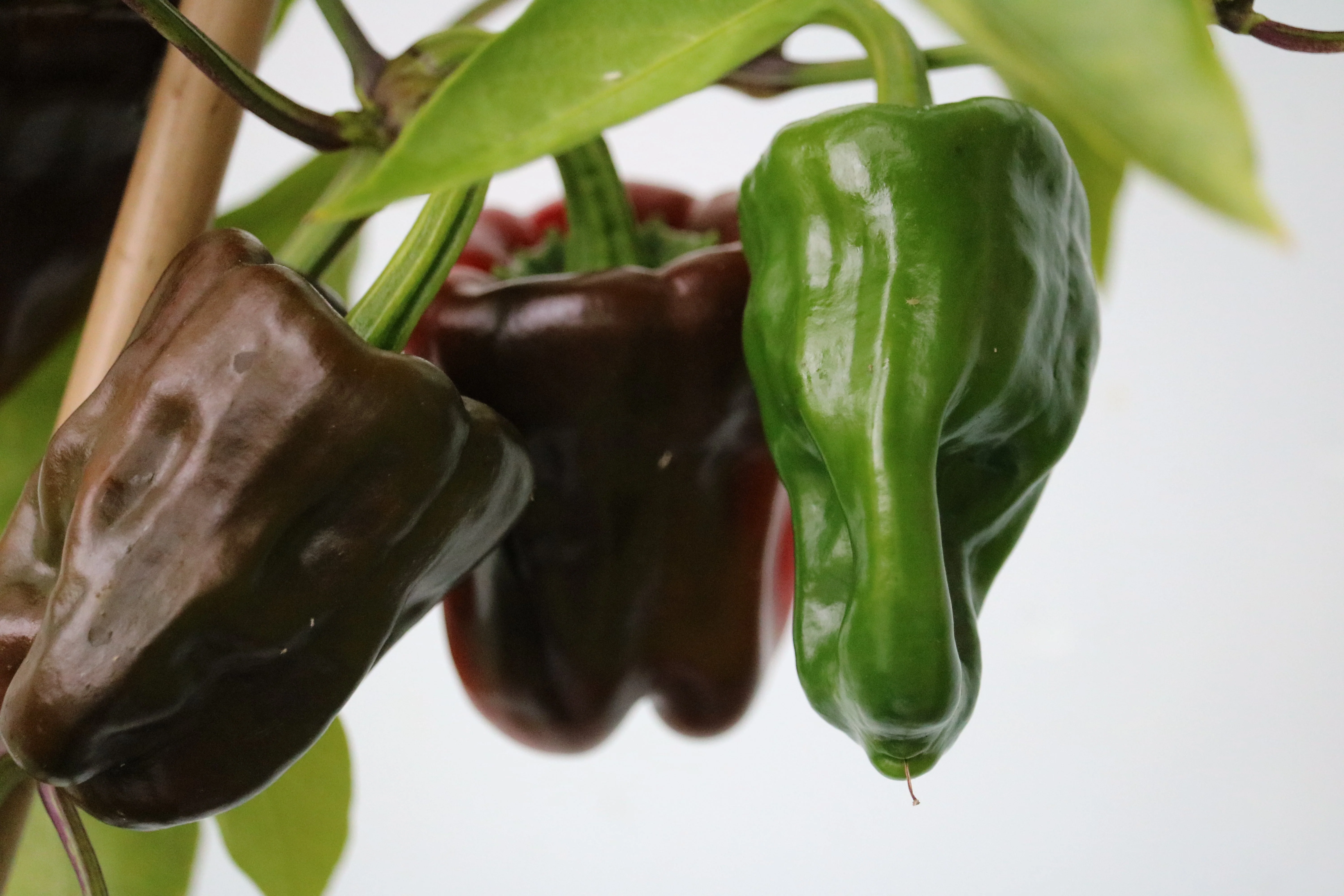 30 CHOCOLATE BEAUTY Bell PEPPER Sweet Brown Capsicum Annuum Vegetable Seeds - Image 4