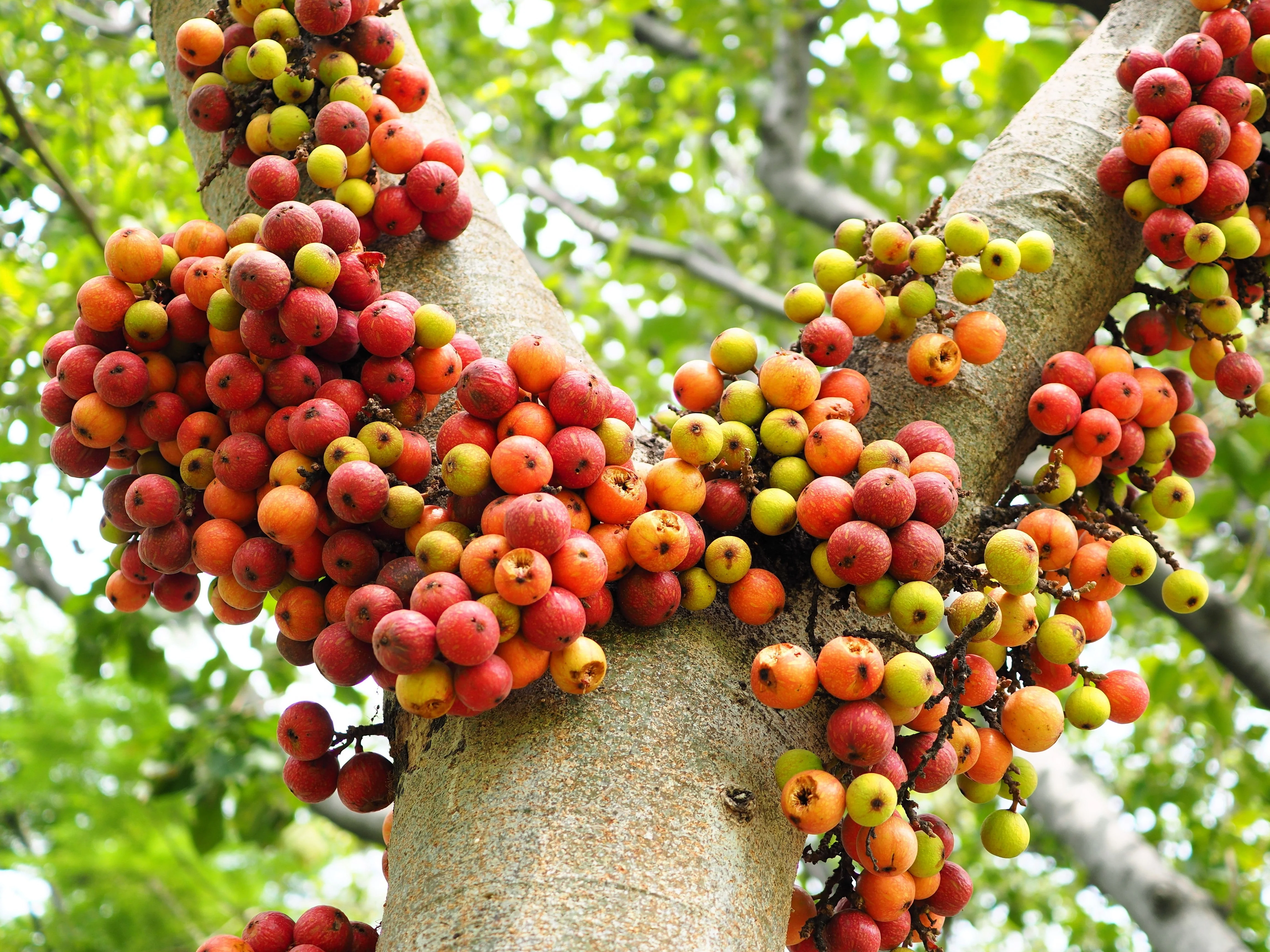 30 CLUSTER FIG Ficus Racemosa Red River Indian Guilar Tree Houseplant Seeds - Image 2