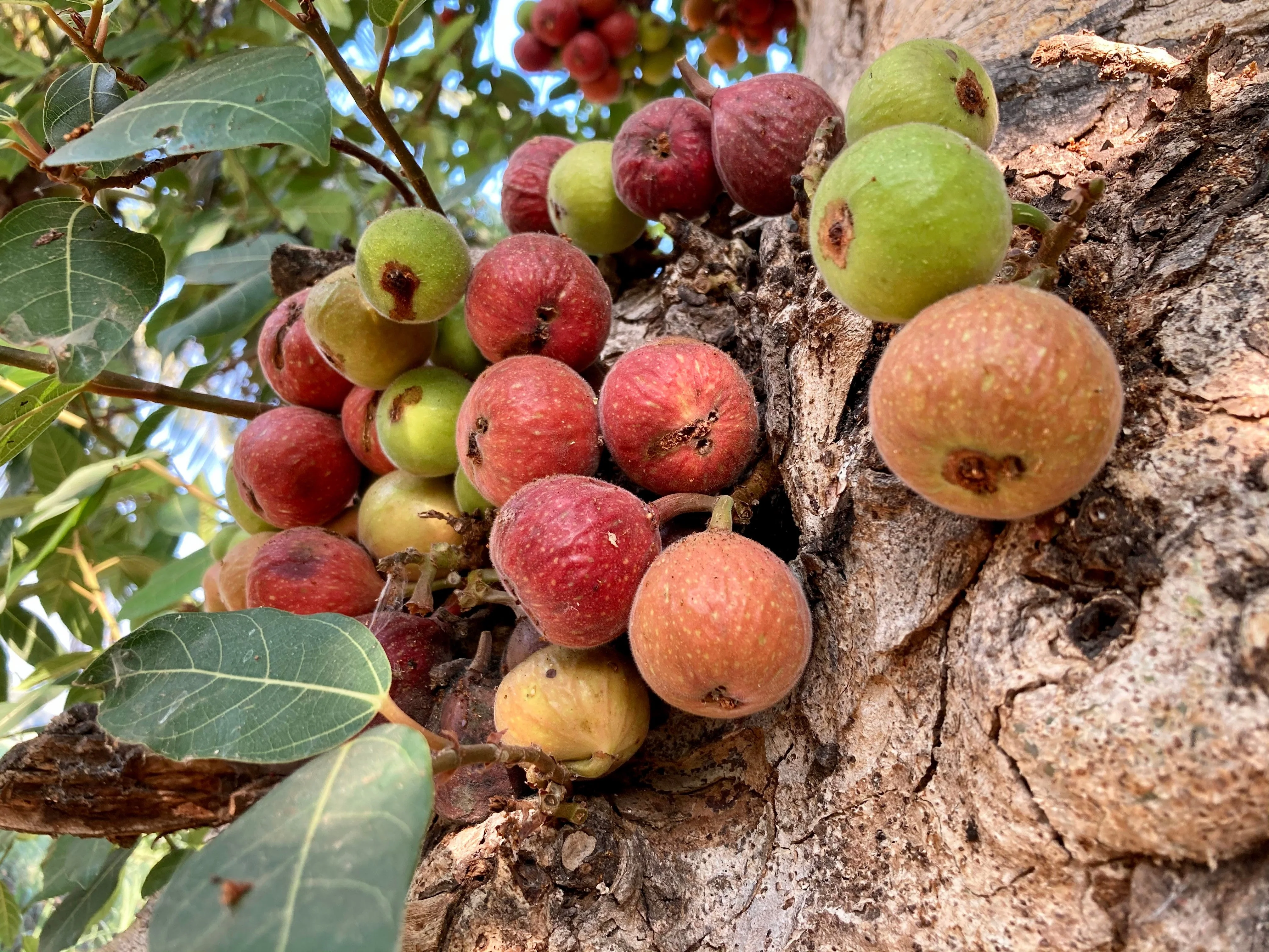 30 CLUSTER FIG Ficus Racemosa Red River Indian Guilar Tree Houseplant Seeds - Image 3