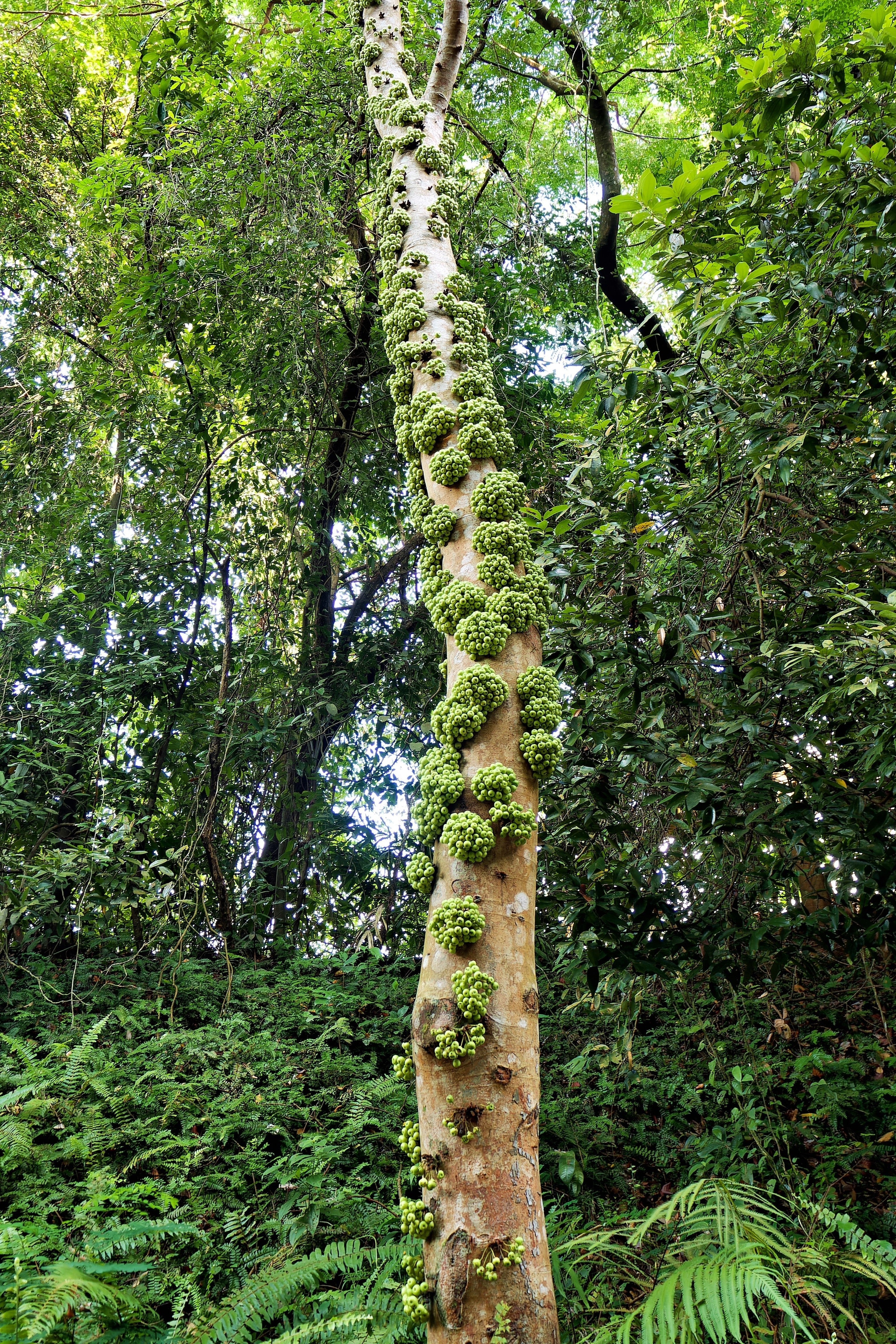 30 CLUSTER FIG Ficus Racemosa Red River Indian Guilar Tree Houseplant Seeds - Image 4