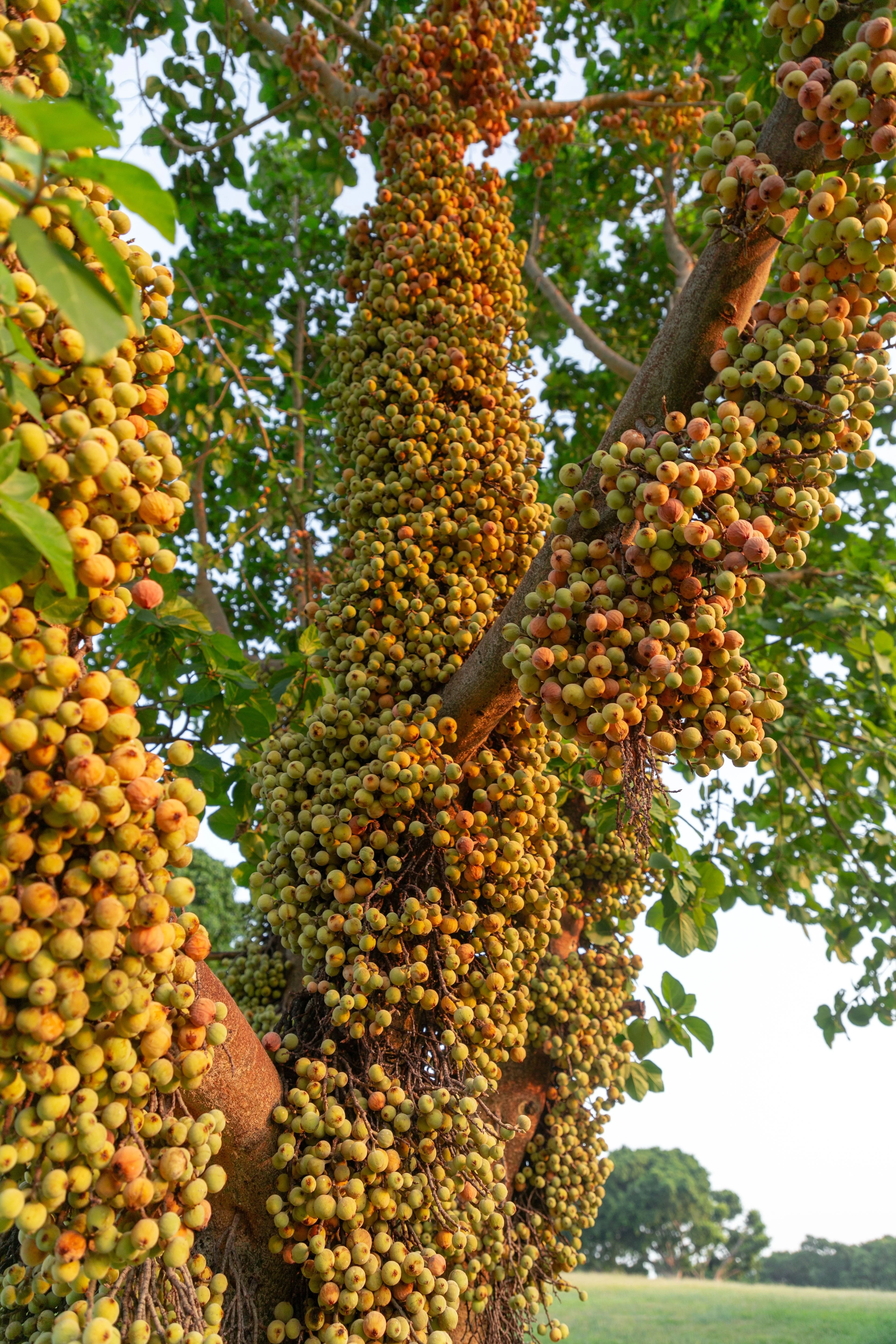 30 CLUSTER FIG Ficus Racemosa Red River Indian Guilar Tree Houseplant Seeds - Image 5