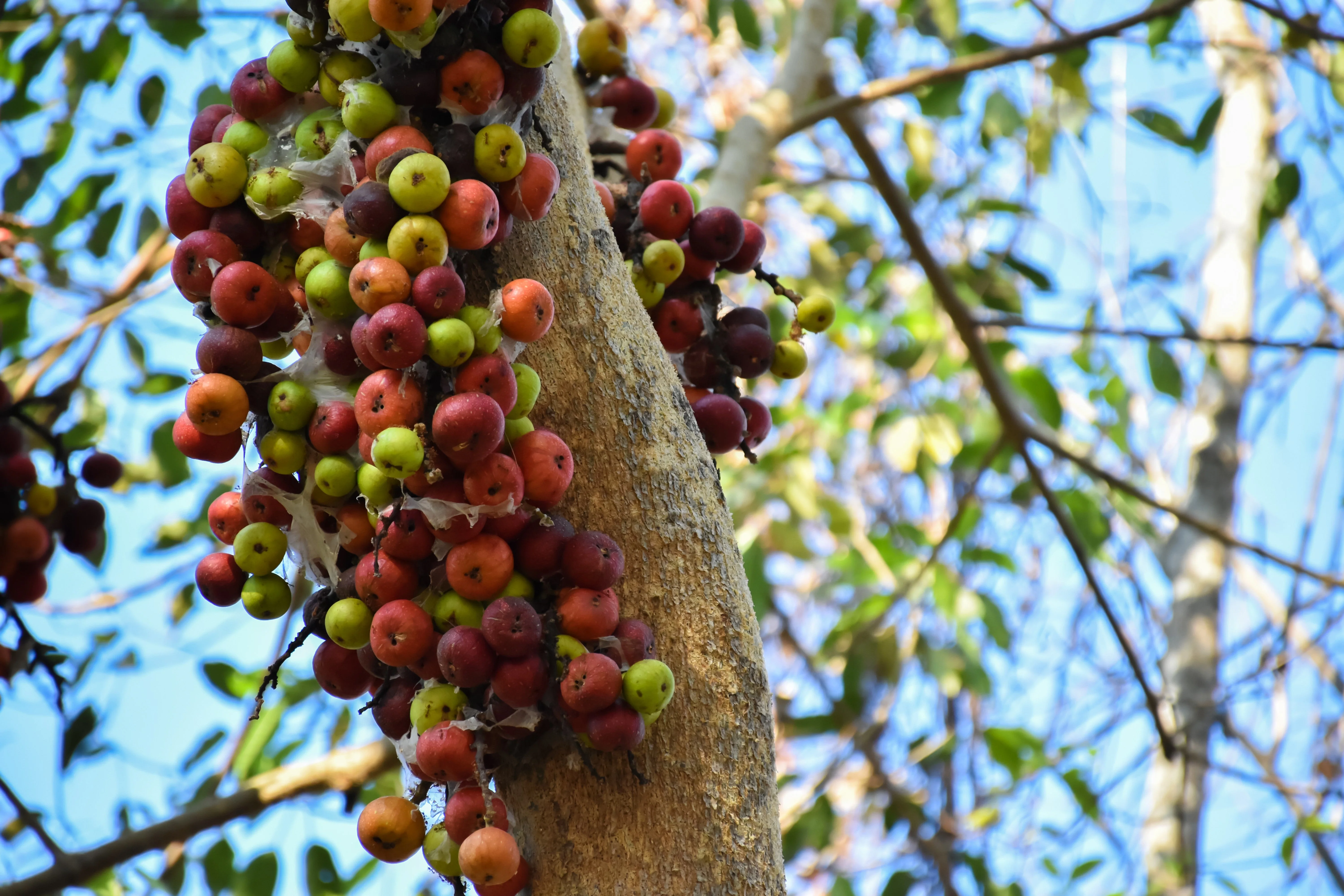30 CLUSTER FIG Ficus Racemosa Red River Indian Guilar Tree Houseplant Seeds - Image 7