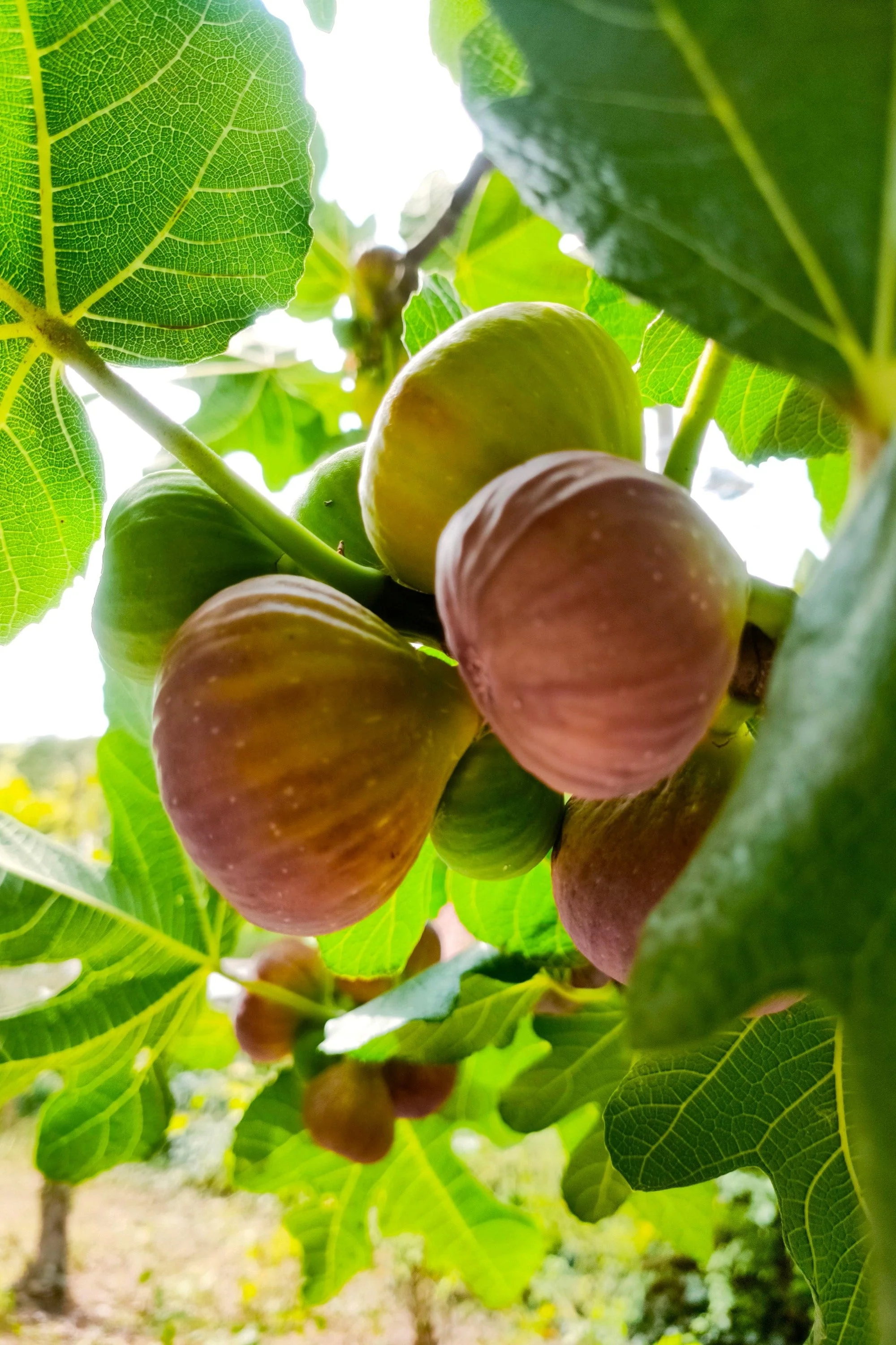 30 COMMON Edible FIG TREE Ficus Carica Purple Brown Skin Pink Flesh Fruit Seeds - Image 10
