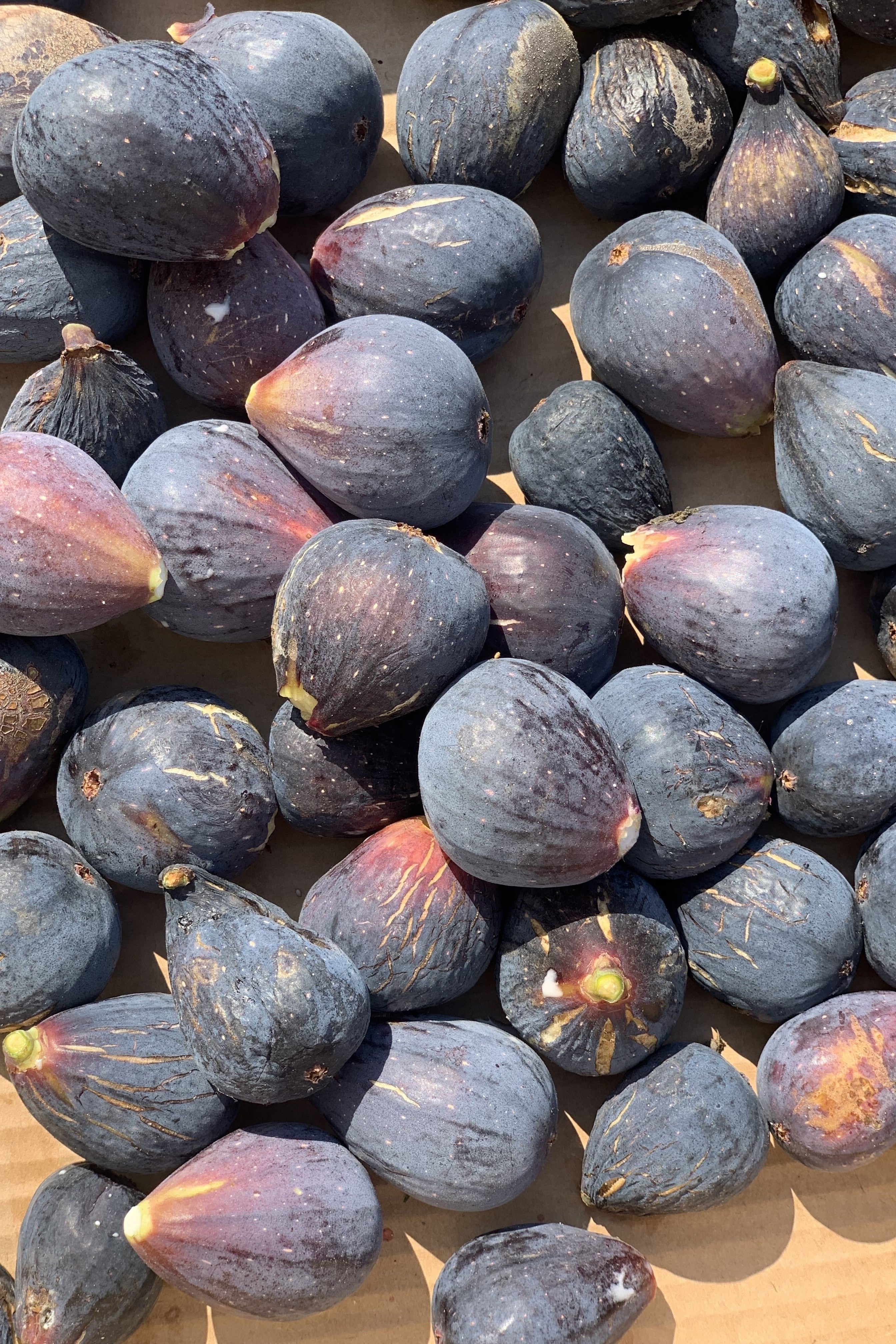 30 COMMON Edible FIG TREE Ficus Carica Purple Brown Skin Pink Flesh Fruit Seeds - Image 11