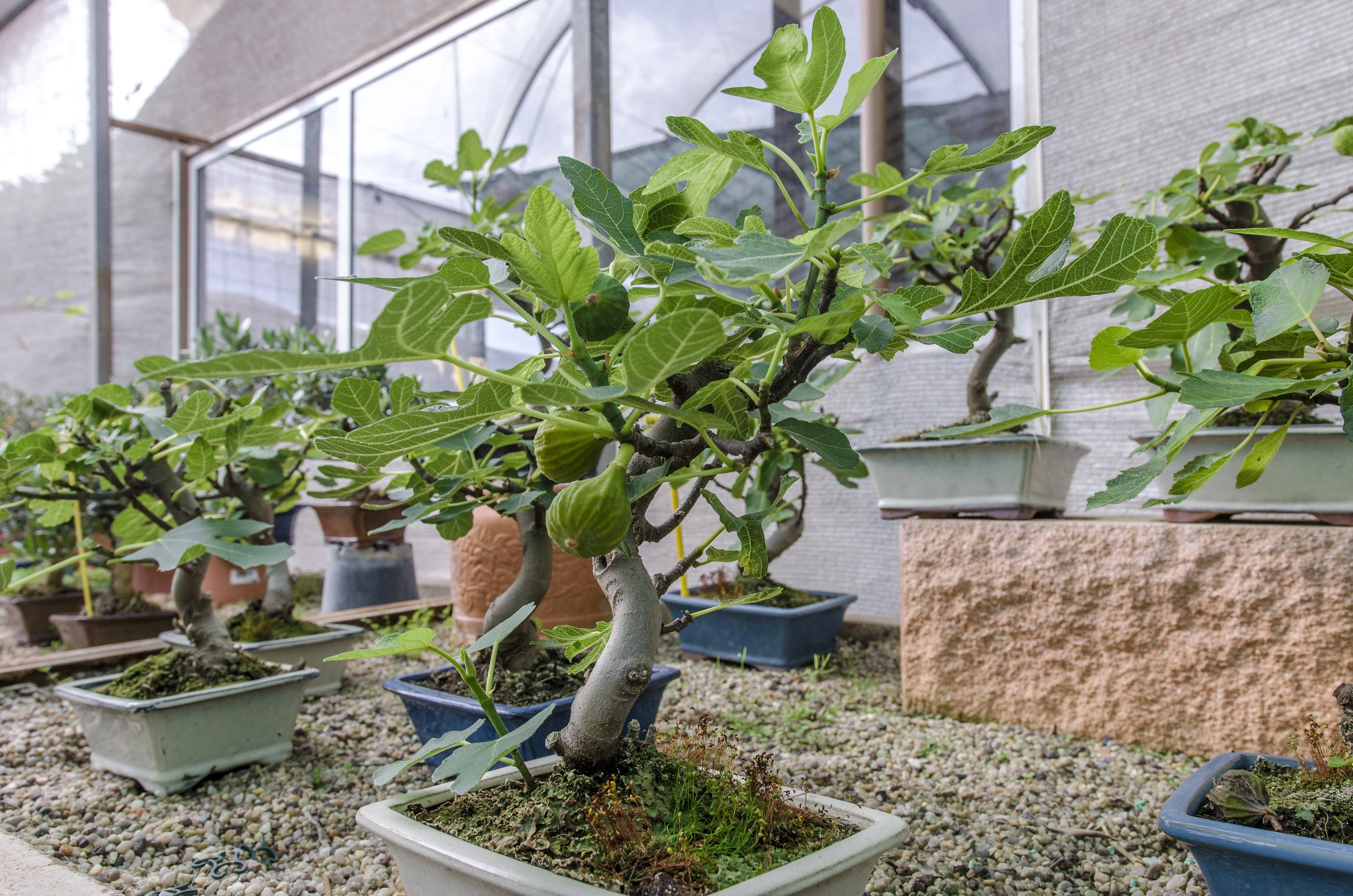 30 COMMON Edible FIG TREE Ficus Carica Purple Brown Skin Pink Flesh Fruit Seeds - Image 14