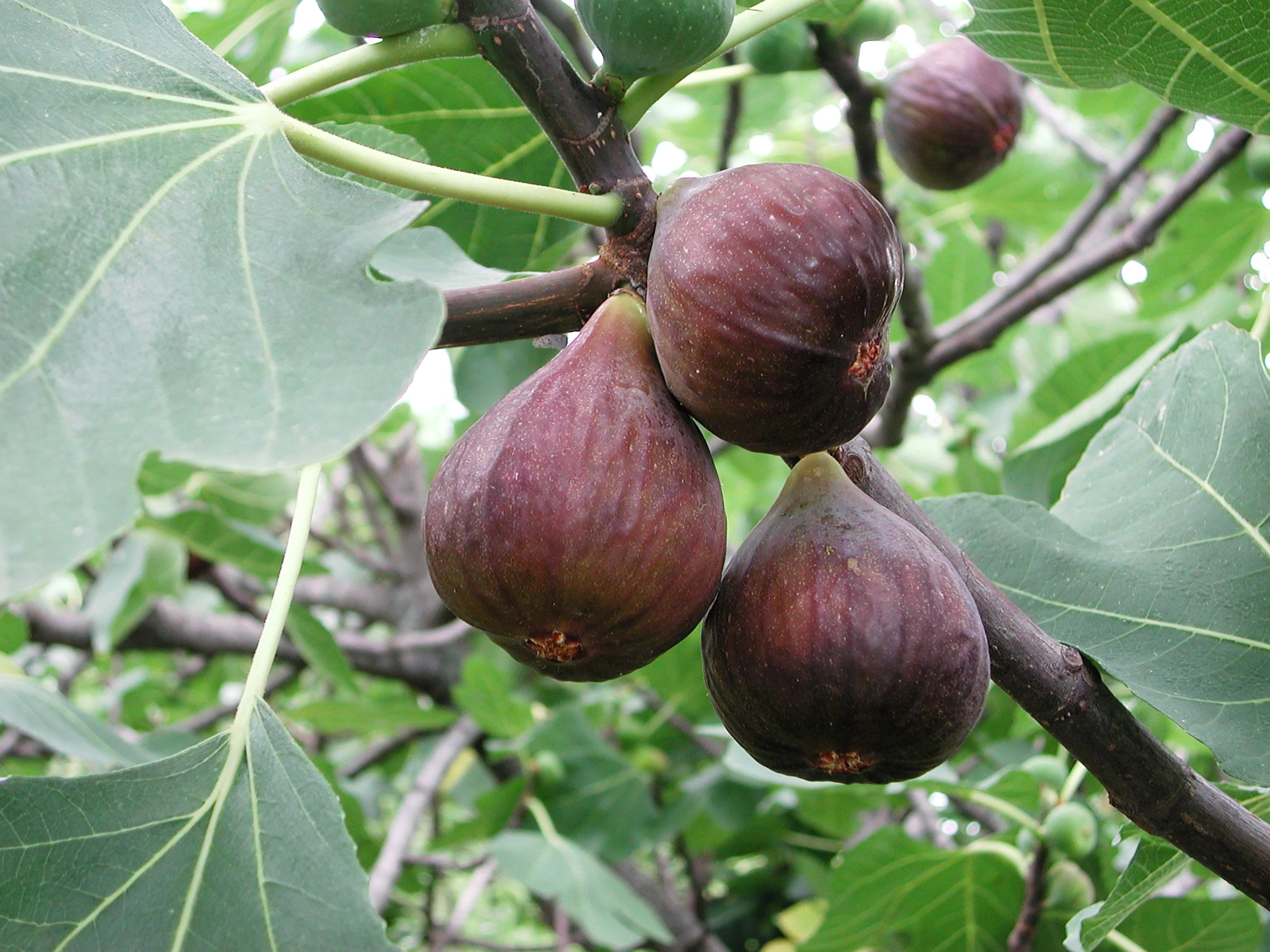 30 COMMON Edible FIG TREE Ficus Carica Purple Brown Skin Pink Flesh Fruit Seeds - Image 2