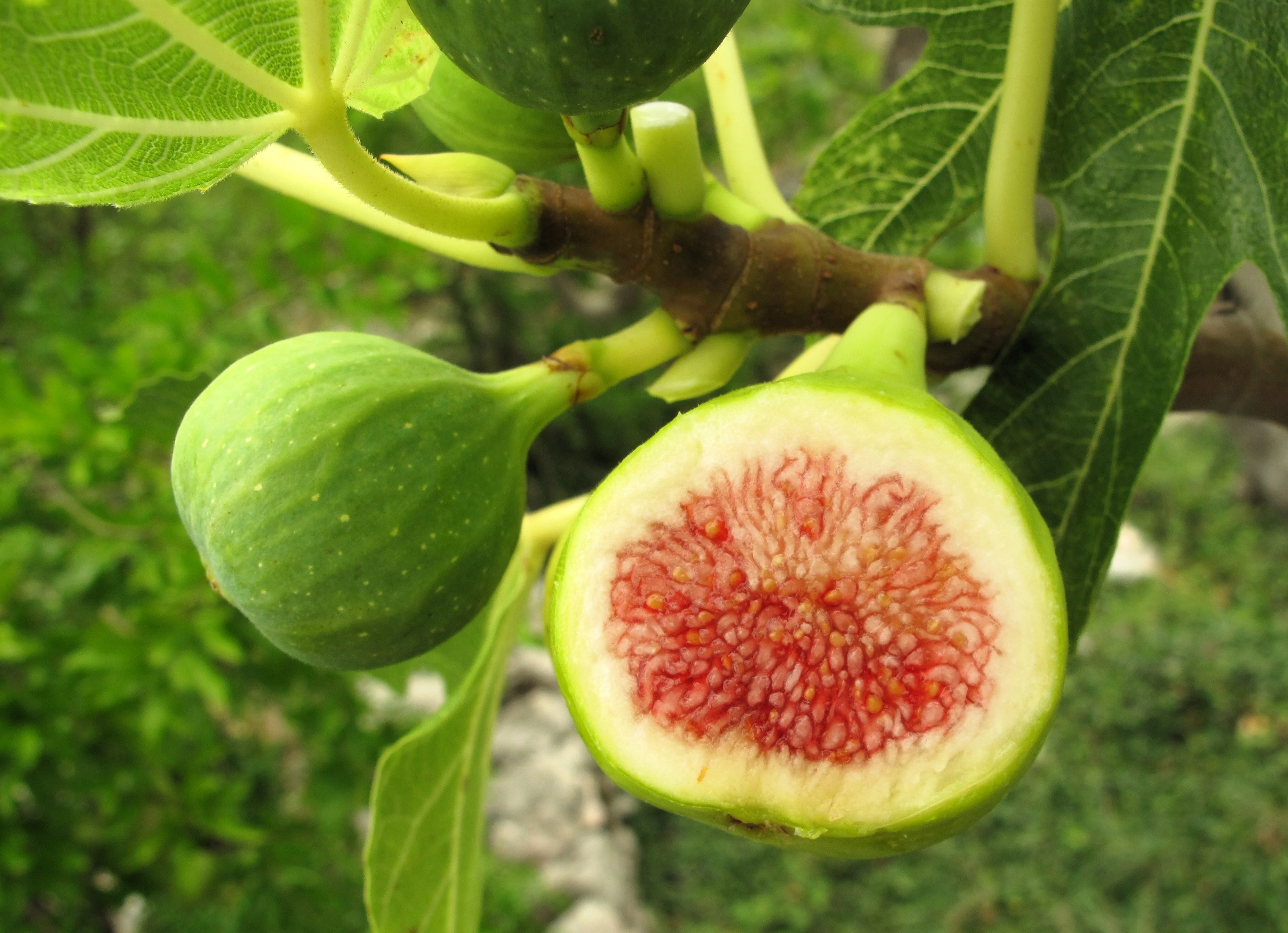 30 COMMON Edible FIG TREE Ficus Carica Purple Brown Skin Pink Flesh Fruit Seeds - Image 3