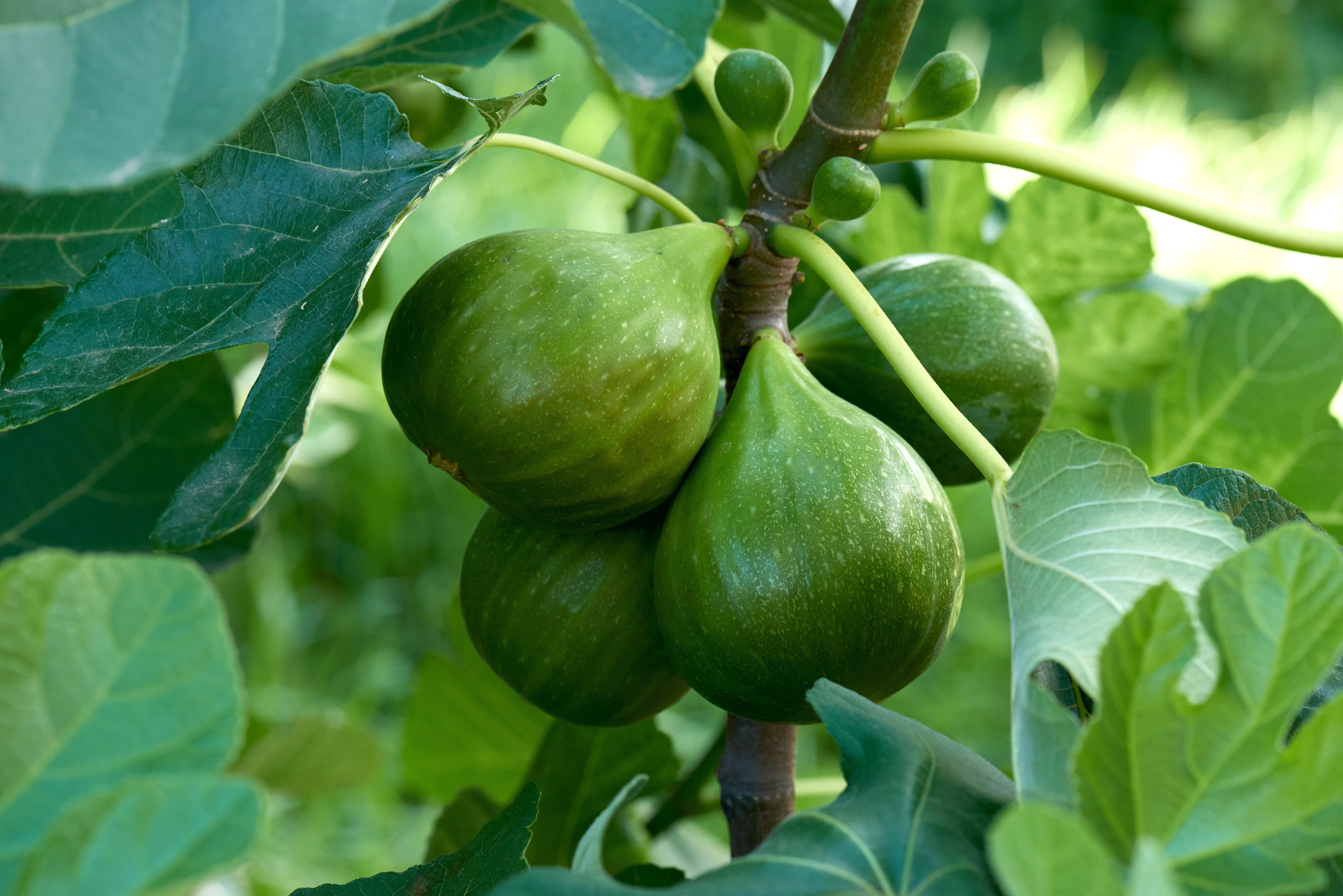30 COMMON Edible FIG TREE Ficus Carica Purple Brown Skin Pink Flesh Fruit Seeds - Image 4