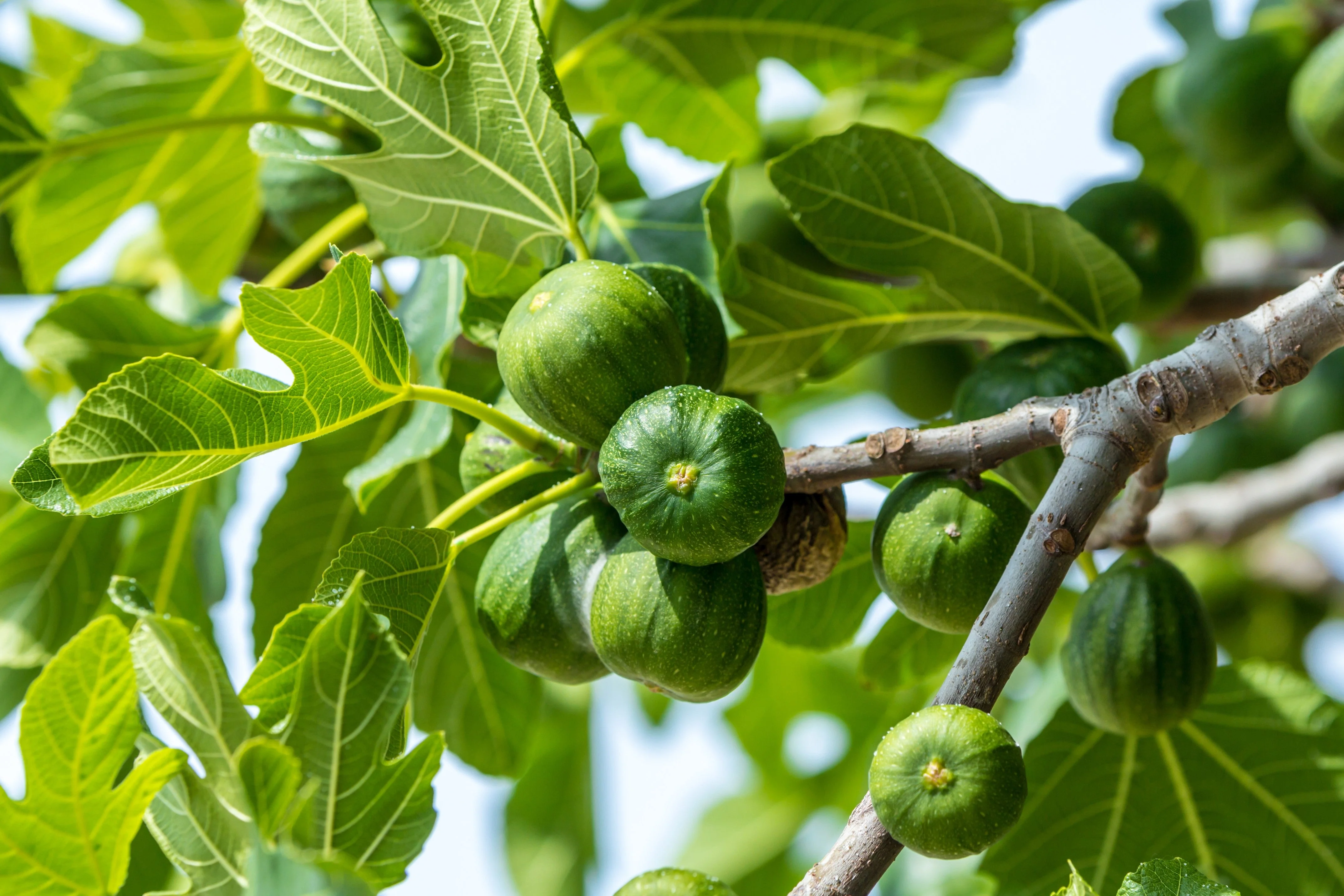 30 COMMON Edible FIG TREE Ficus Carica Purple Brown Skin Pink Flesh Fruit Seeds - Image 5