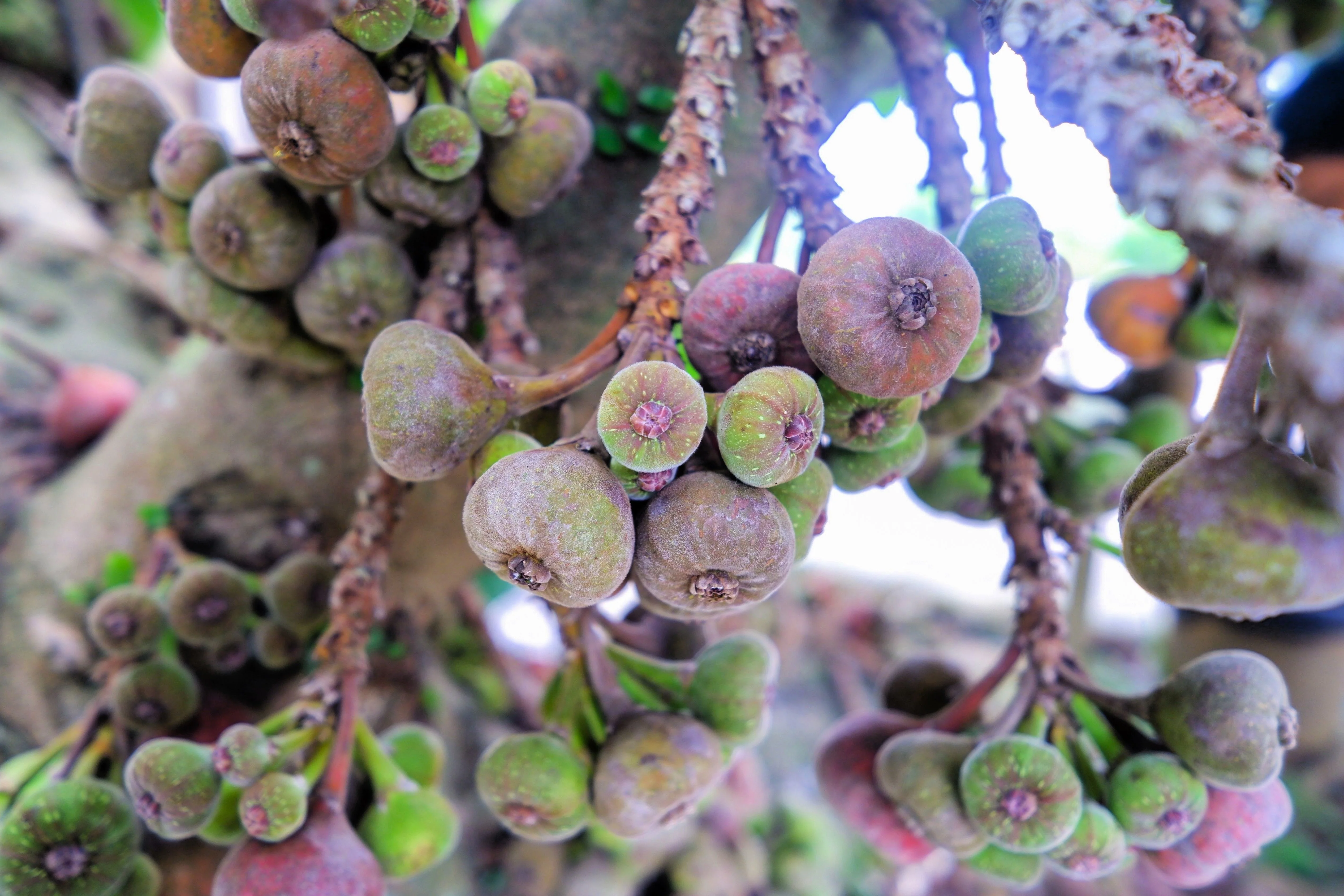30 COMMON Edible FIG TREE Ficus Carica Purple Brown Skin Pink Flesh Fruit Seeds - Image 6