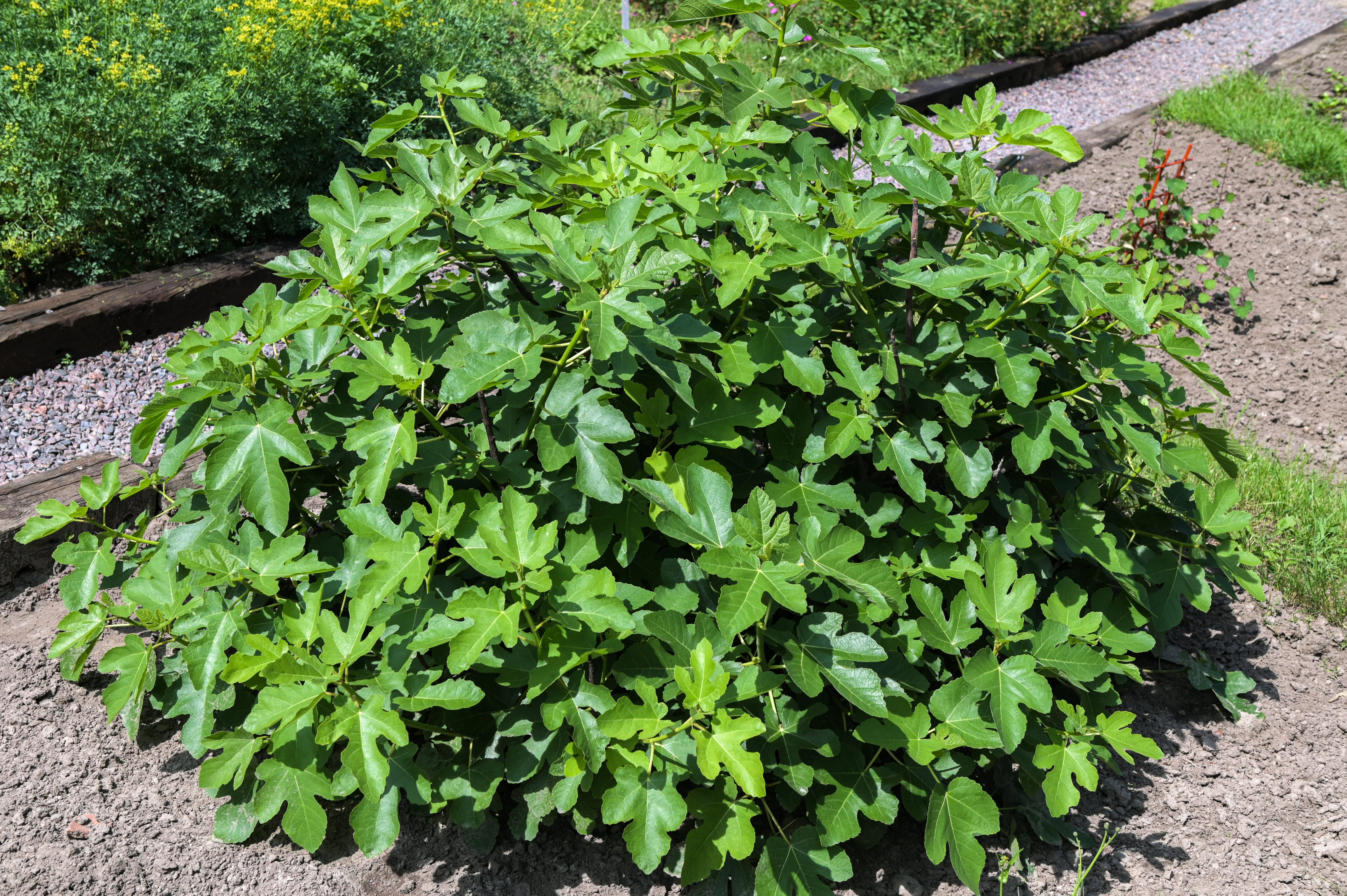 30 COMMON Edible FIG TREE Ficus Carica Purple Brown Skin Pink Flesh Fruit Seeds - Image 7
