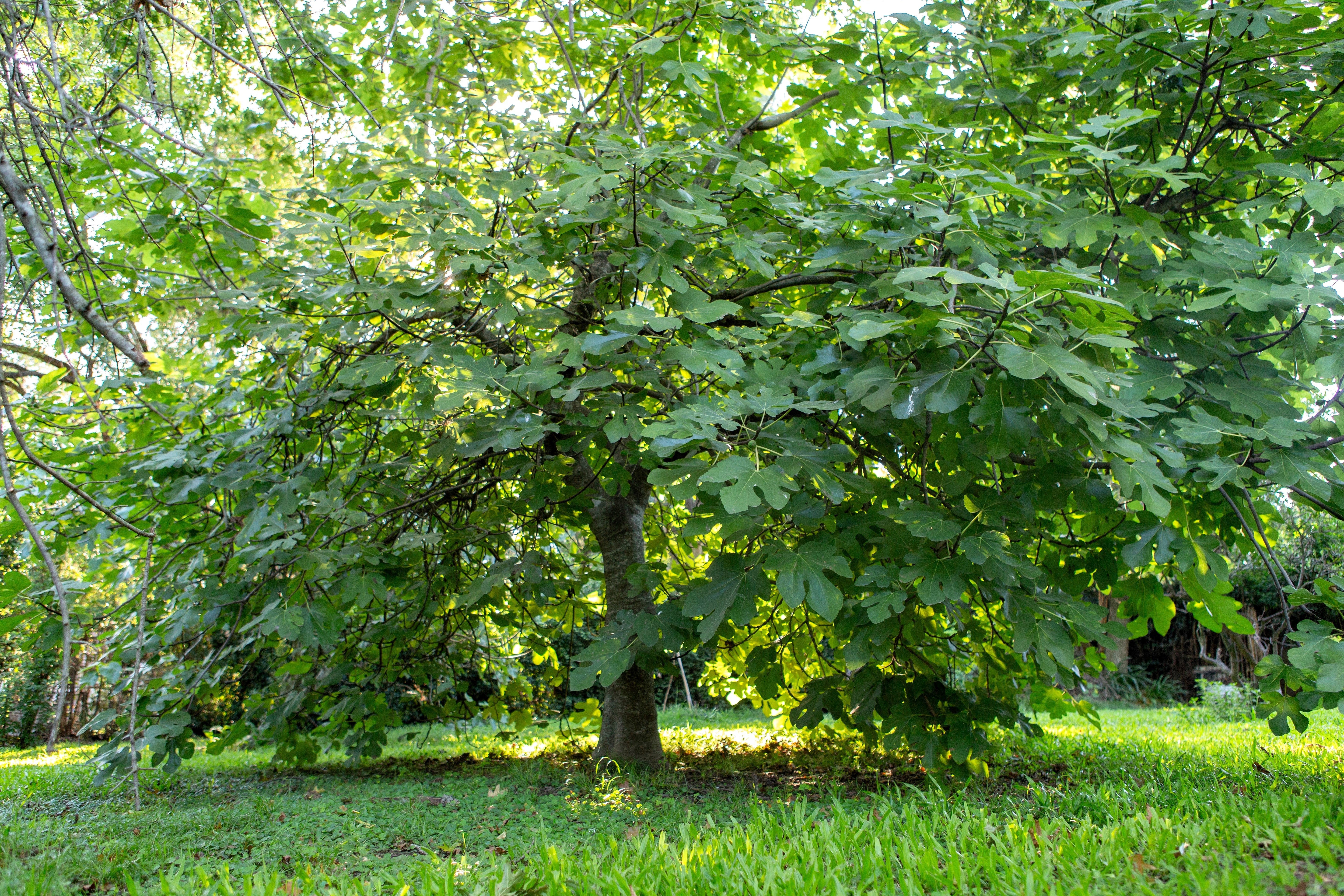 30 COMMON Edible FIG TREE Ficus Carica Purple Brown Skin Pink Flesh Fruit Seeds - Image 9
