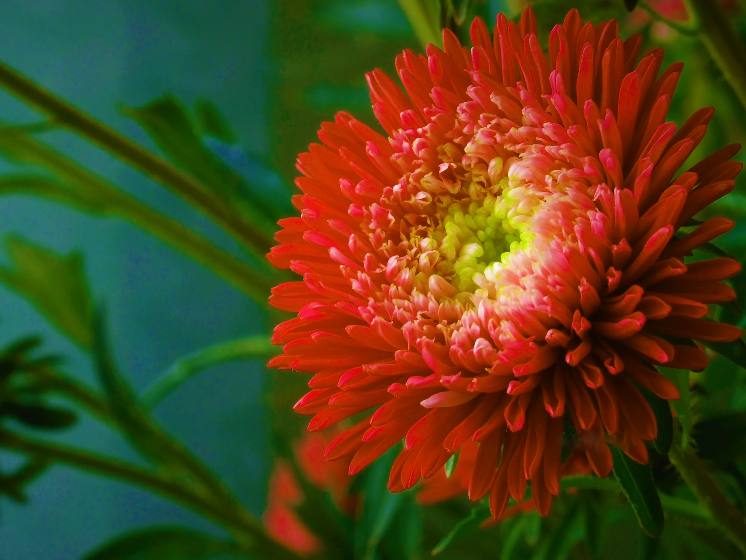 30 Double SCARLET PAEONY ASTER Red Peony Callistephus Flower Seeds - Image 2
