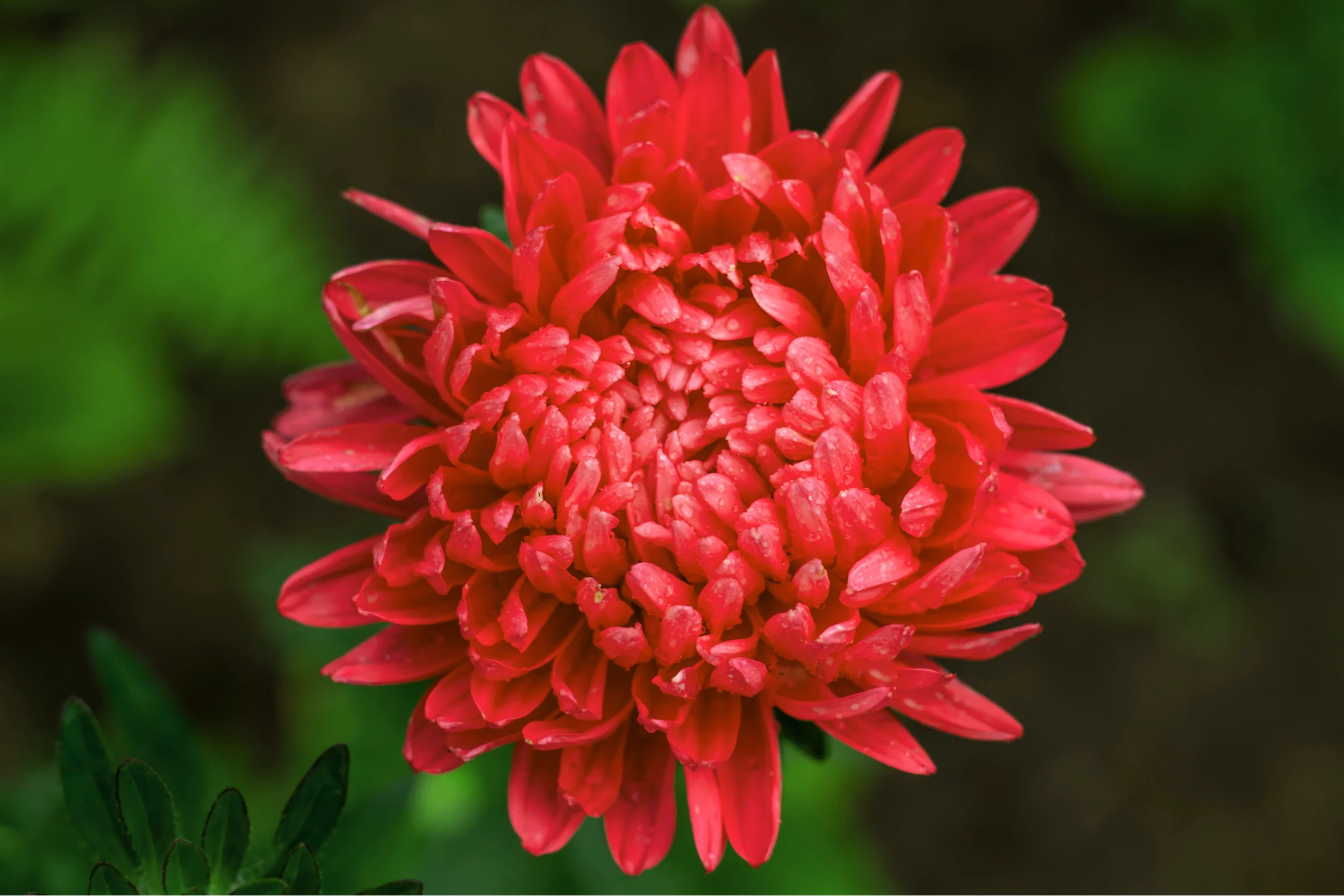 30 Double SCARLET PAEONY ASTER Red Peony Callistephus Flower Seeds - Image 3