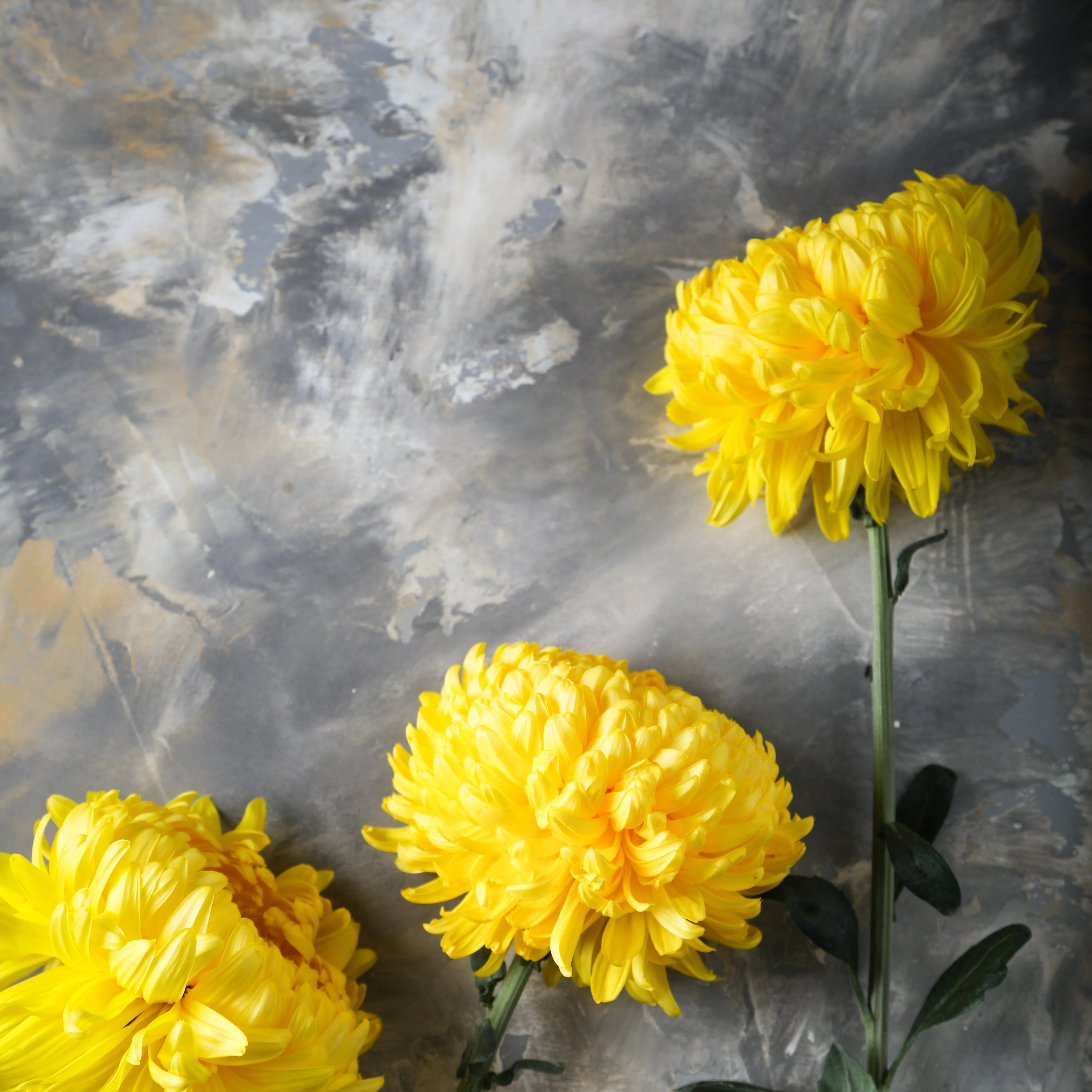 30 Double YELLOW PAEONY ASTER Peony Callistephus Flower Seeds - Image 2
