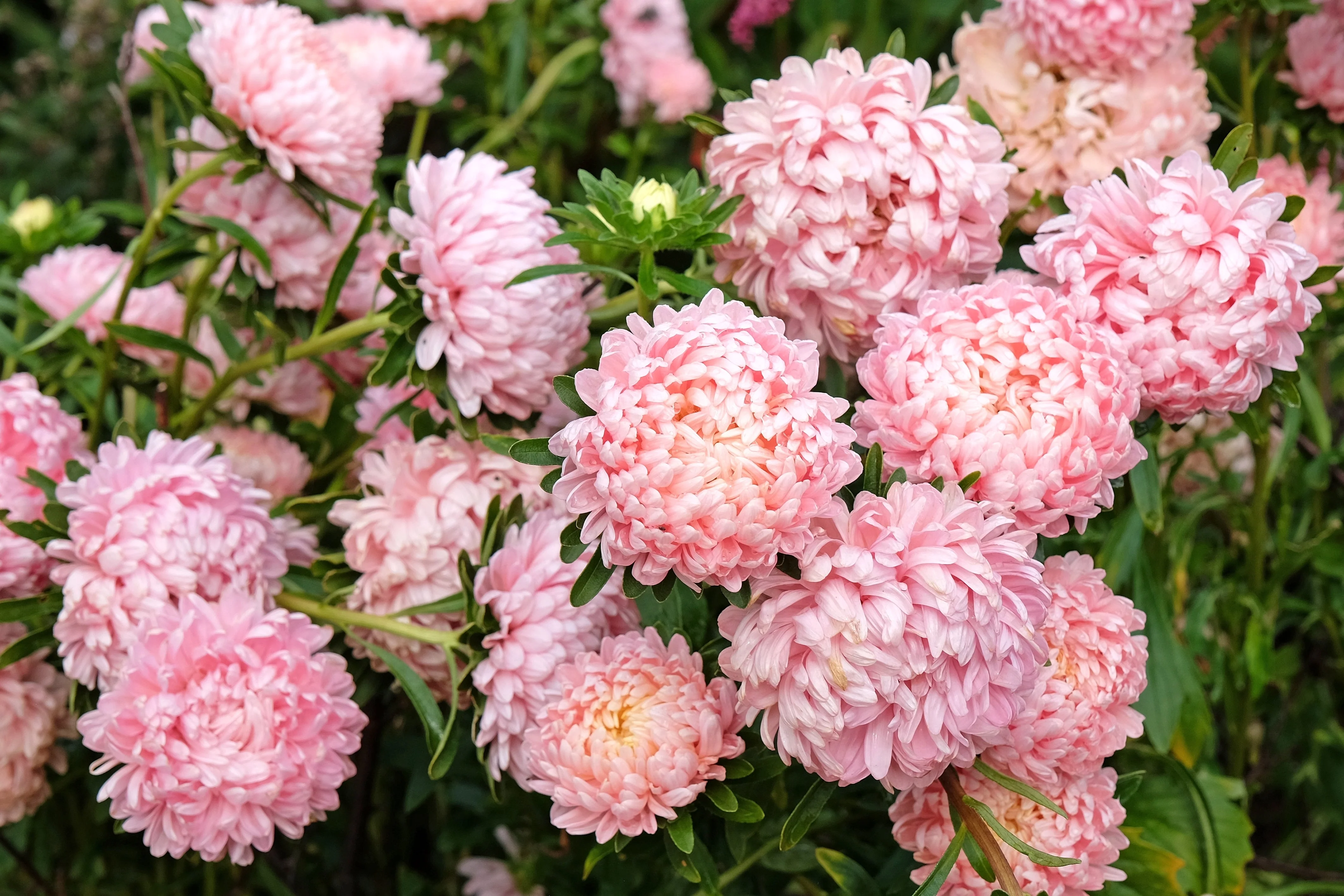 30 Duchess APRICOT PAEONY ASTER French Peony Callistephus Double Flower Seeds - Image 2