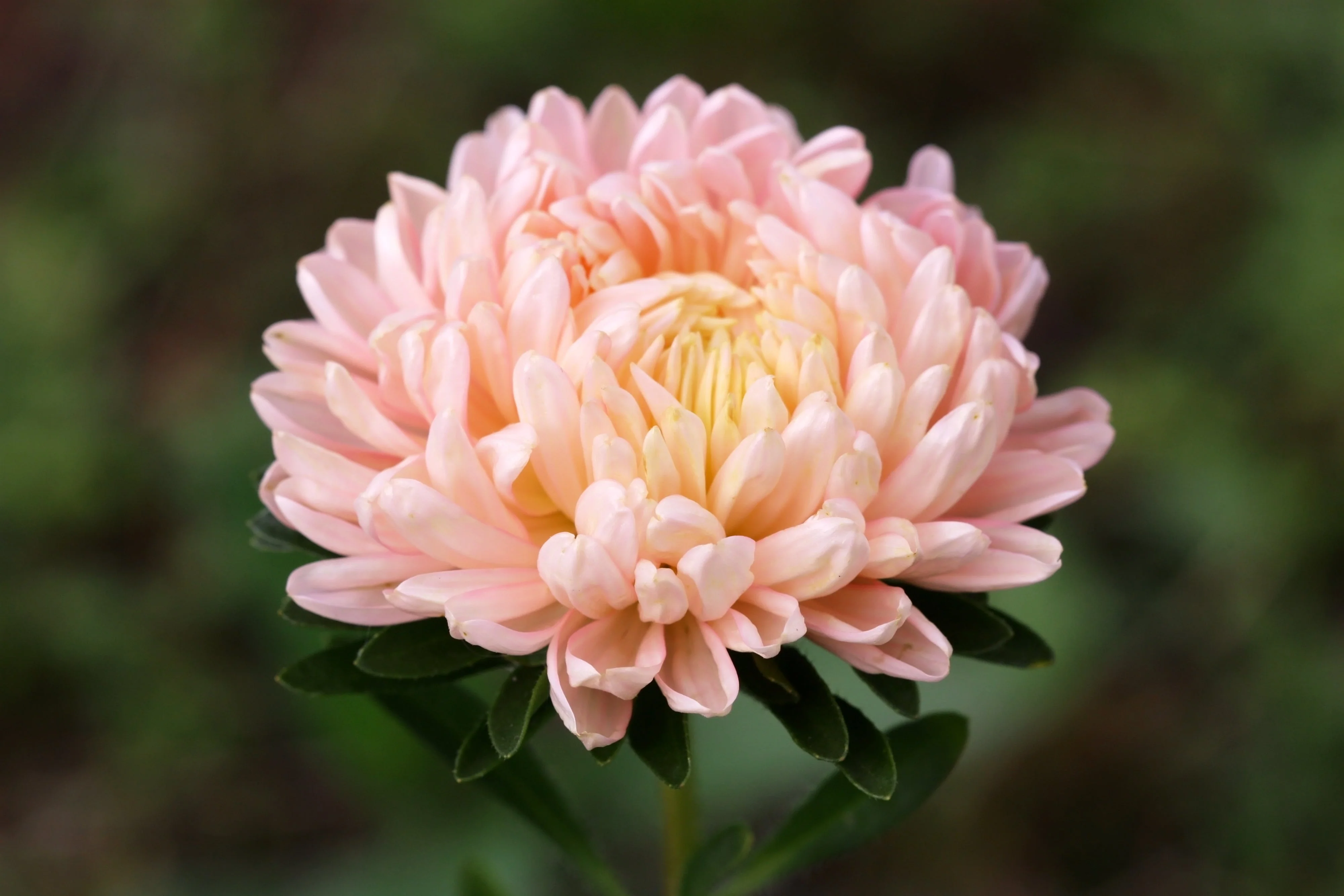 30 Duchess APRICOT PAEONY ASTER French Peony Callistephus Double Flower Seeds - Image 3