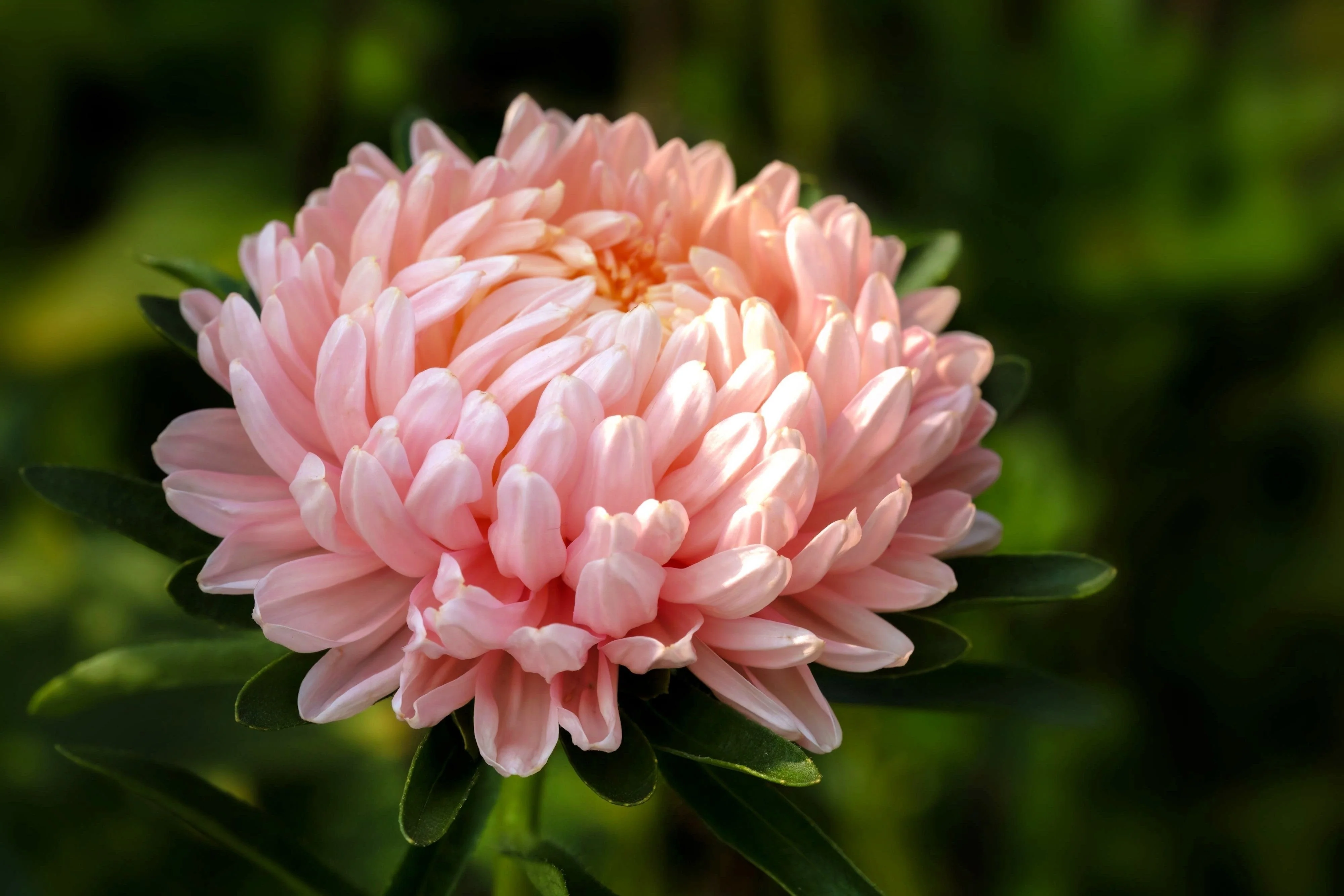 30 Duchess APRICOT PAEONY ASTER French Peony Callistephus Double Flower Seeds - Image 4