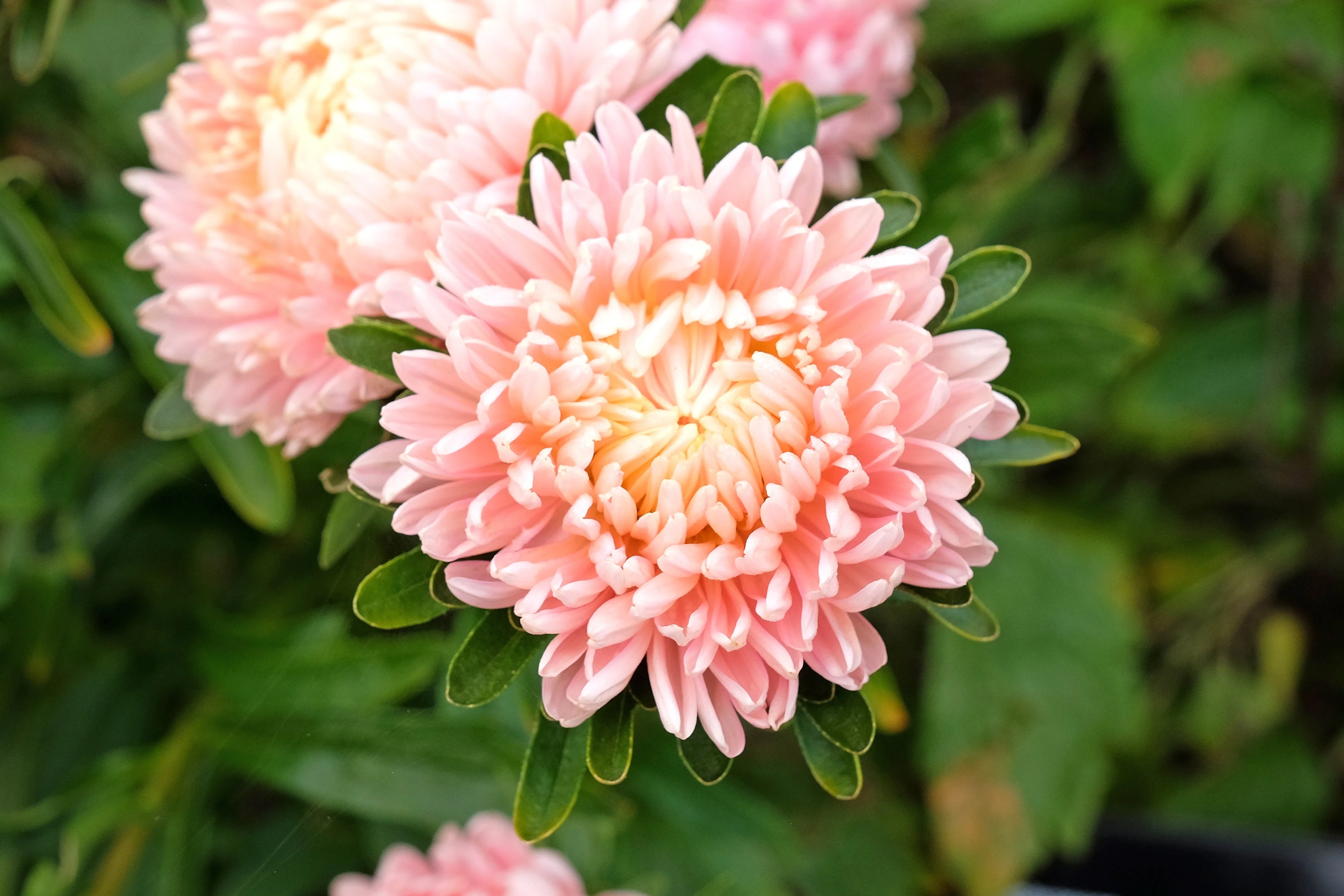30 Duchess APRICOT PAEONY ASTER French Peony Callistephus Double Flower Seeds - Image 5