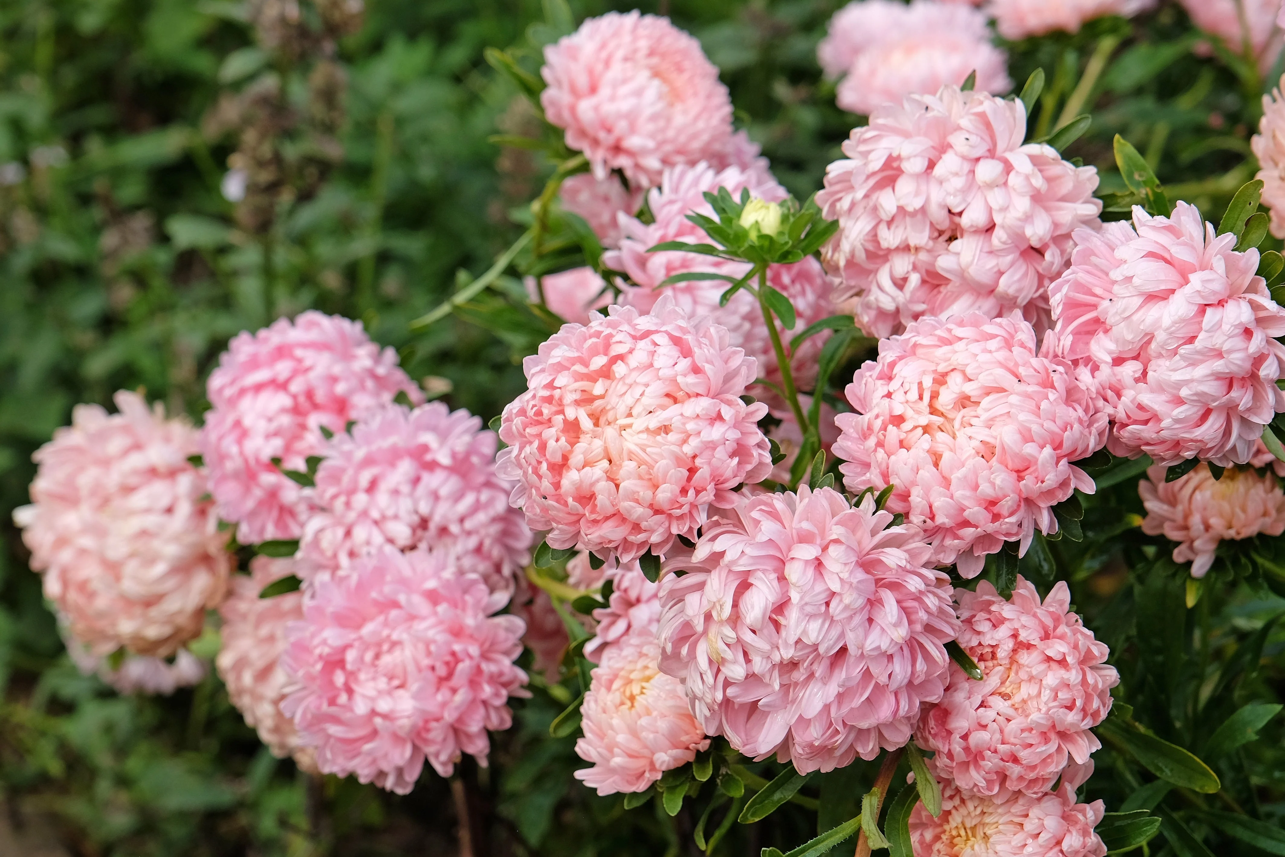 30 Duchess APRICOT PAEONY ASTER French Peony Callistephus Double Flower Seeds - Image 6