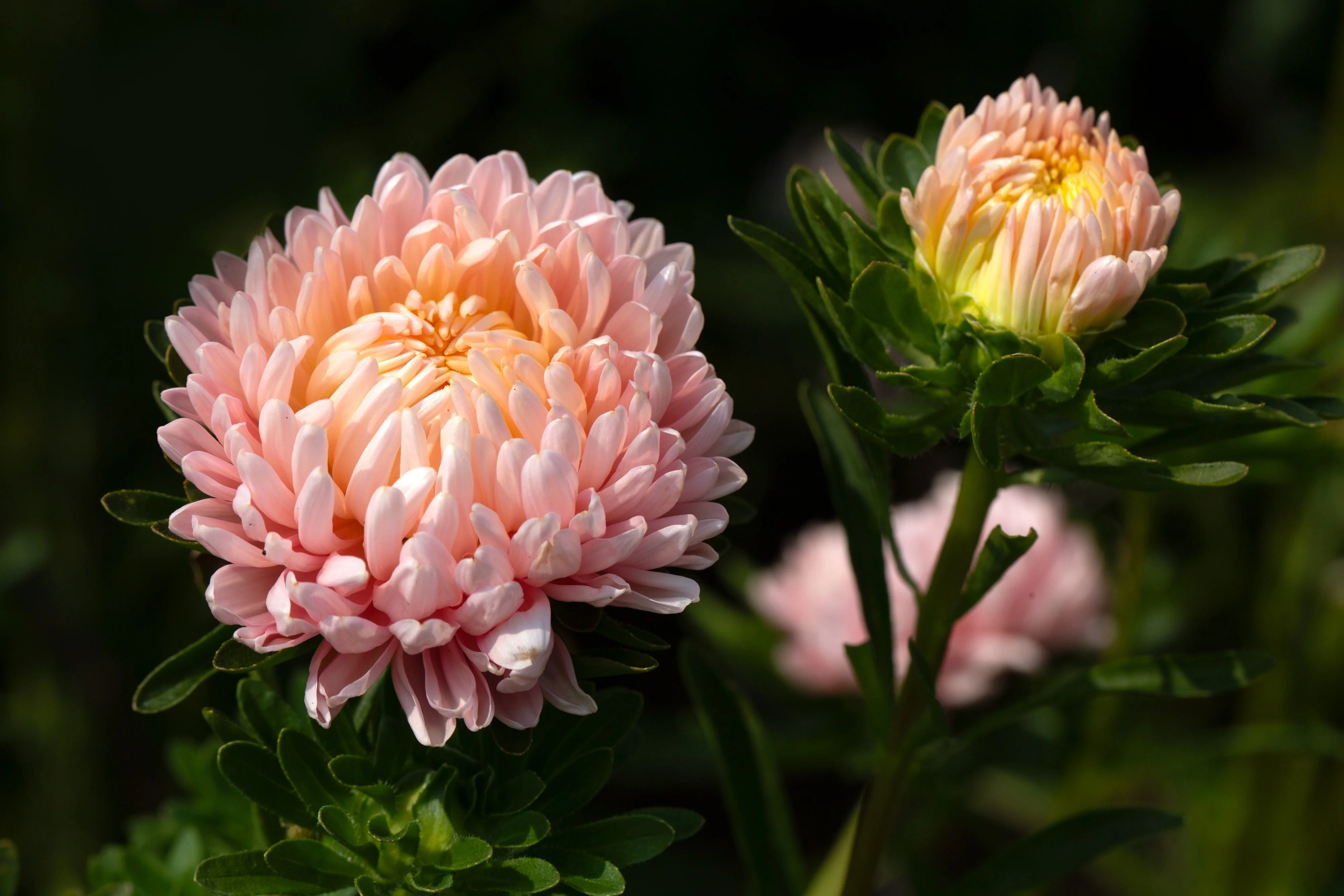 30 Duchess APRICOT PAEONY ASTER French Peony Callistephus Double Flower Seeds - Image 7