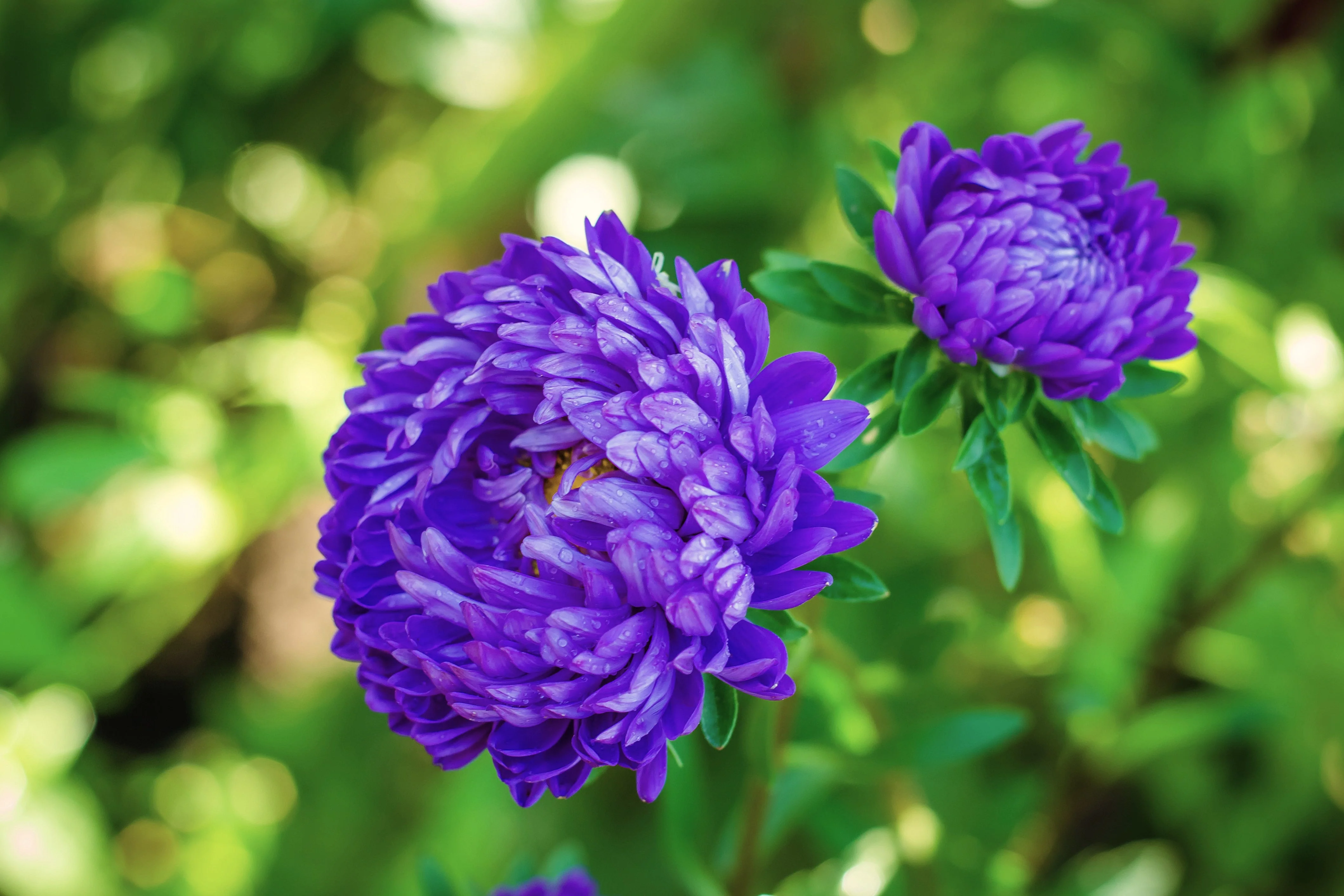 30 Duchess DARK BLUE PAEONY Aster French Peony Callistephus Flower Seeds - Image 3