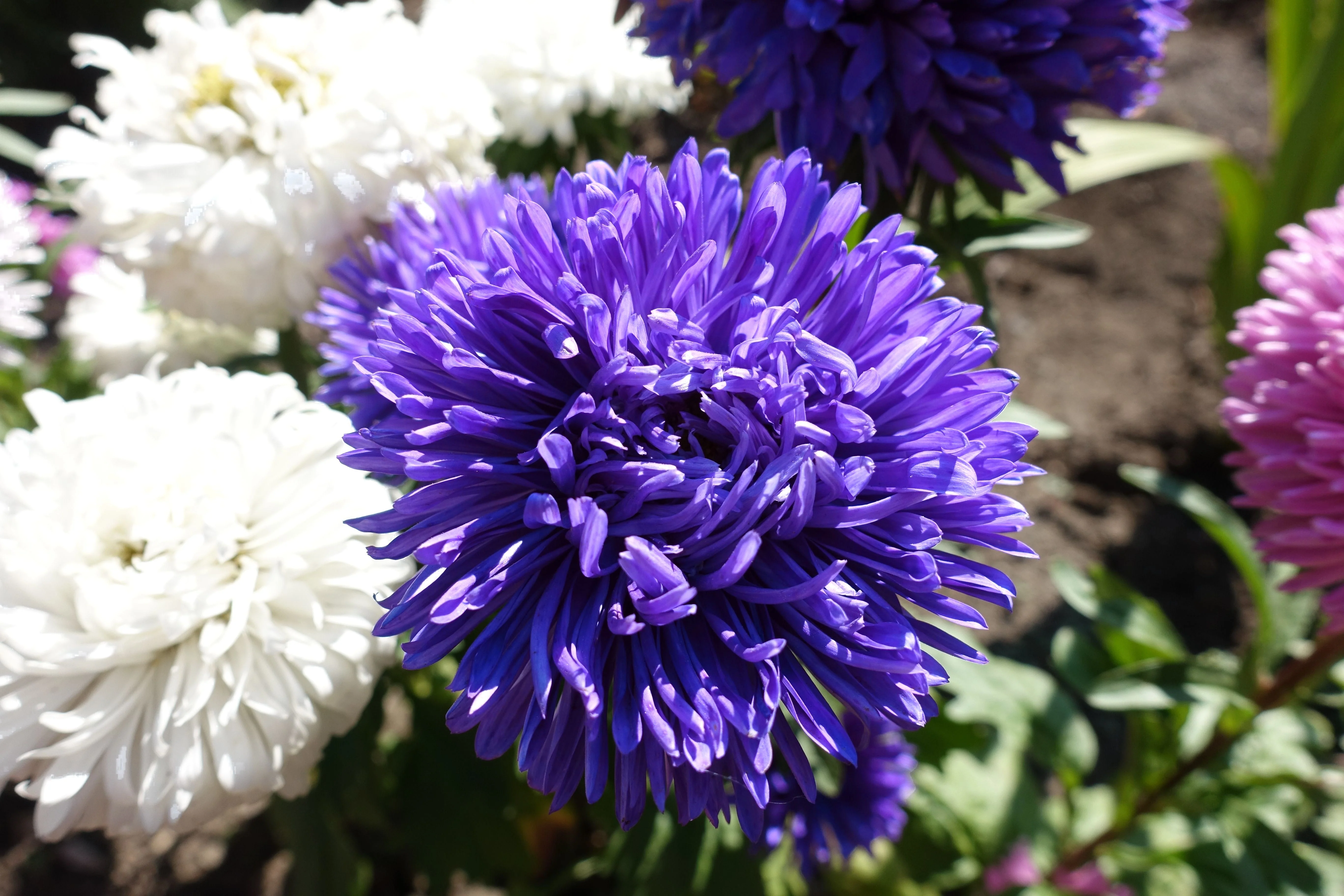 30 Duchess DARK BLUE PAEONY Aster French Peony Callistephus Flower Seeds - Image 4