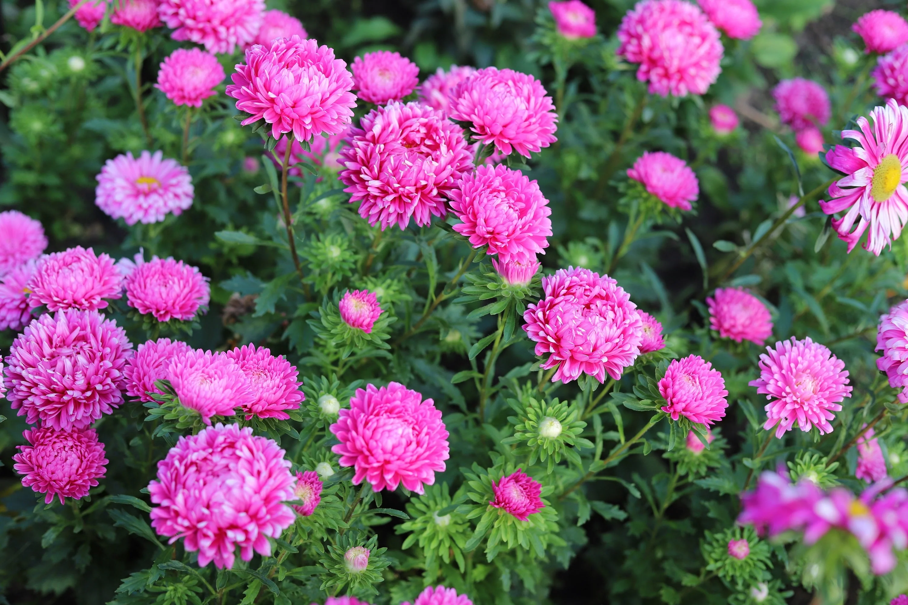 30 Duchess PINK PAEONY ASTER French Peony Callistephus Flower Seeds - Image 2