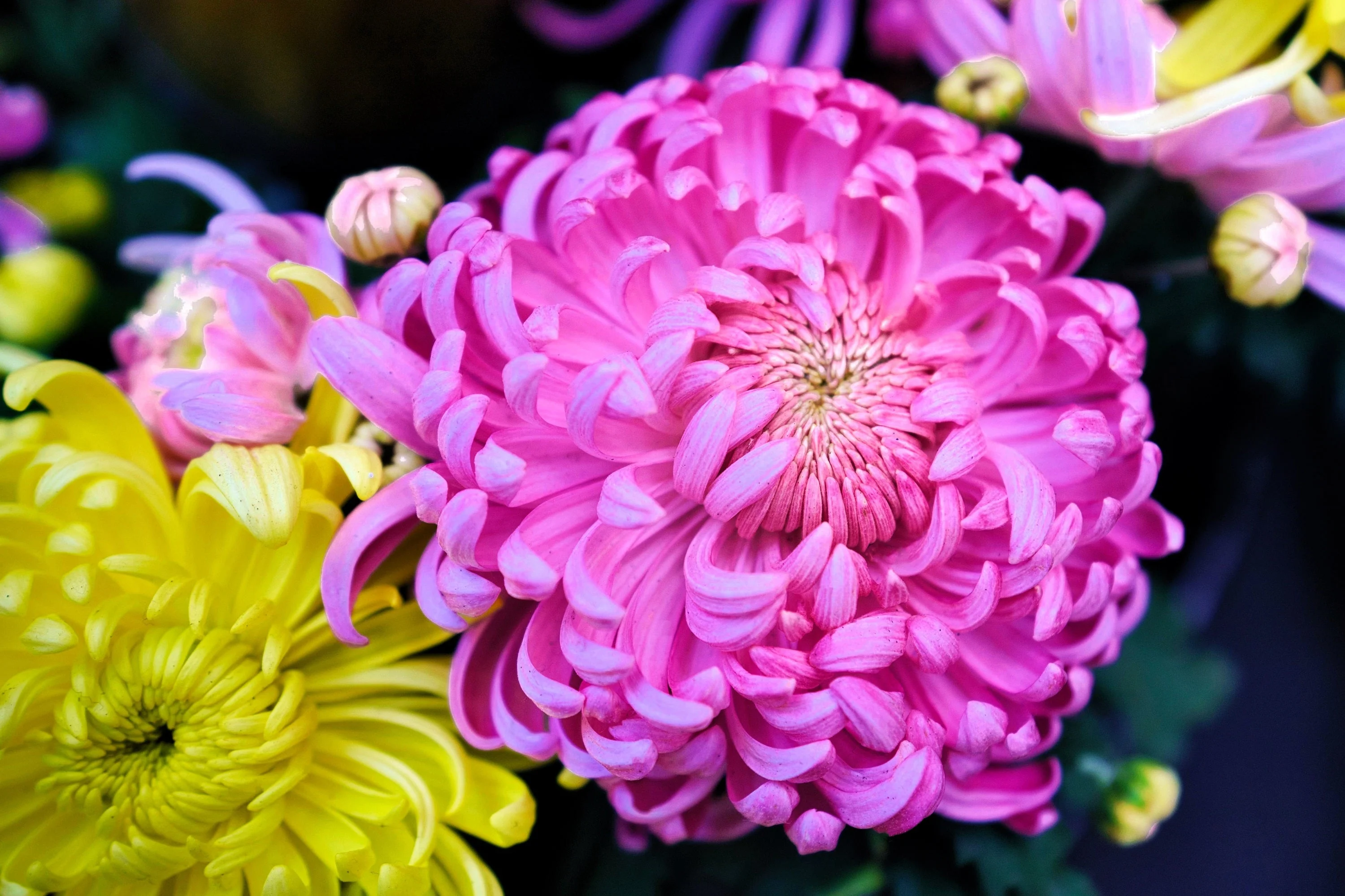 30 Duchess PINK PAEONY ASTER French Peony Callistephus Flower Seeds - Image 3