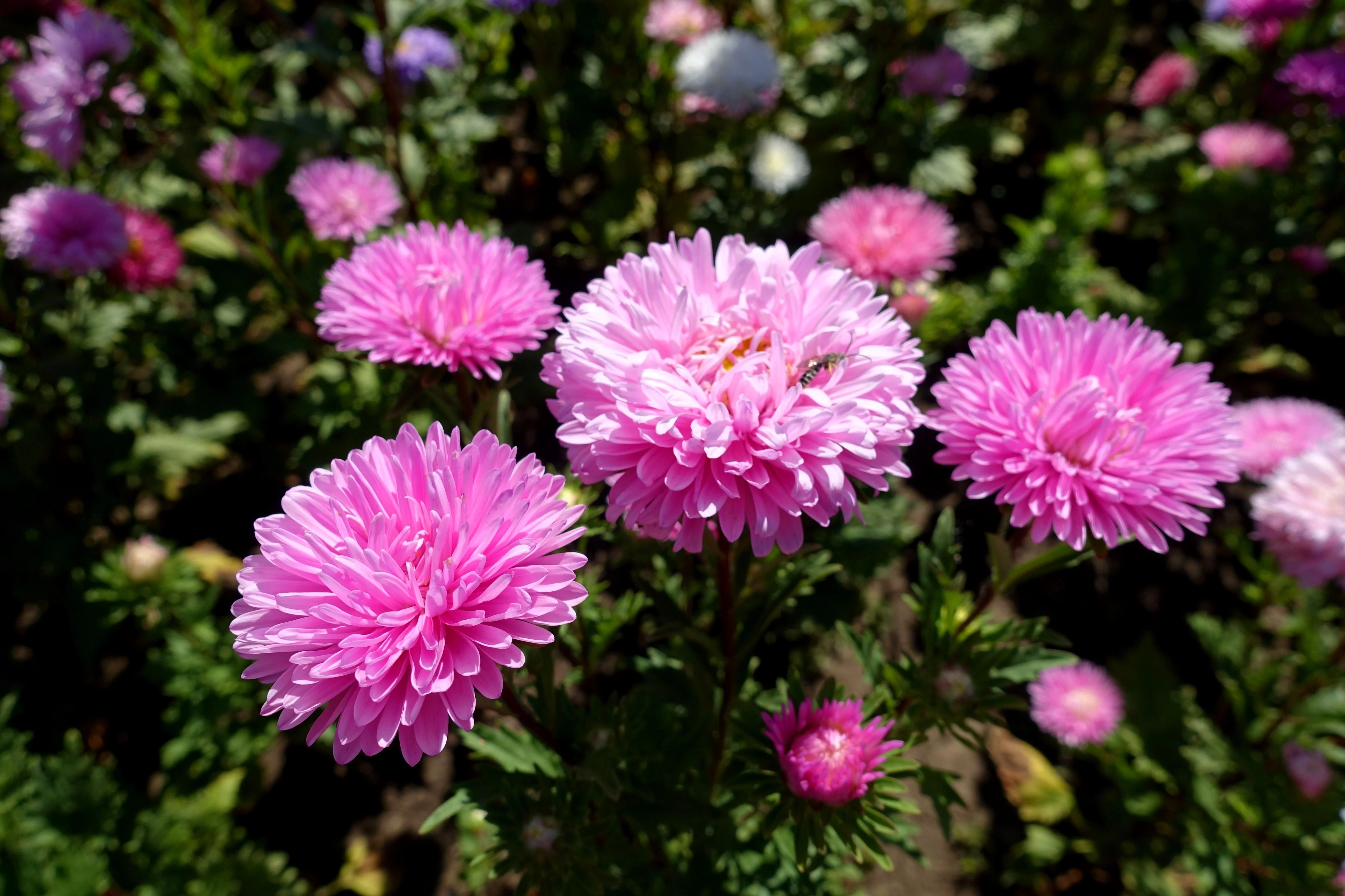 30 Duchess PINK PAEONY ASTER French Peony Callistephus Flower Seeds - Image 4