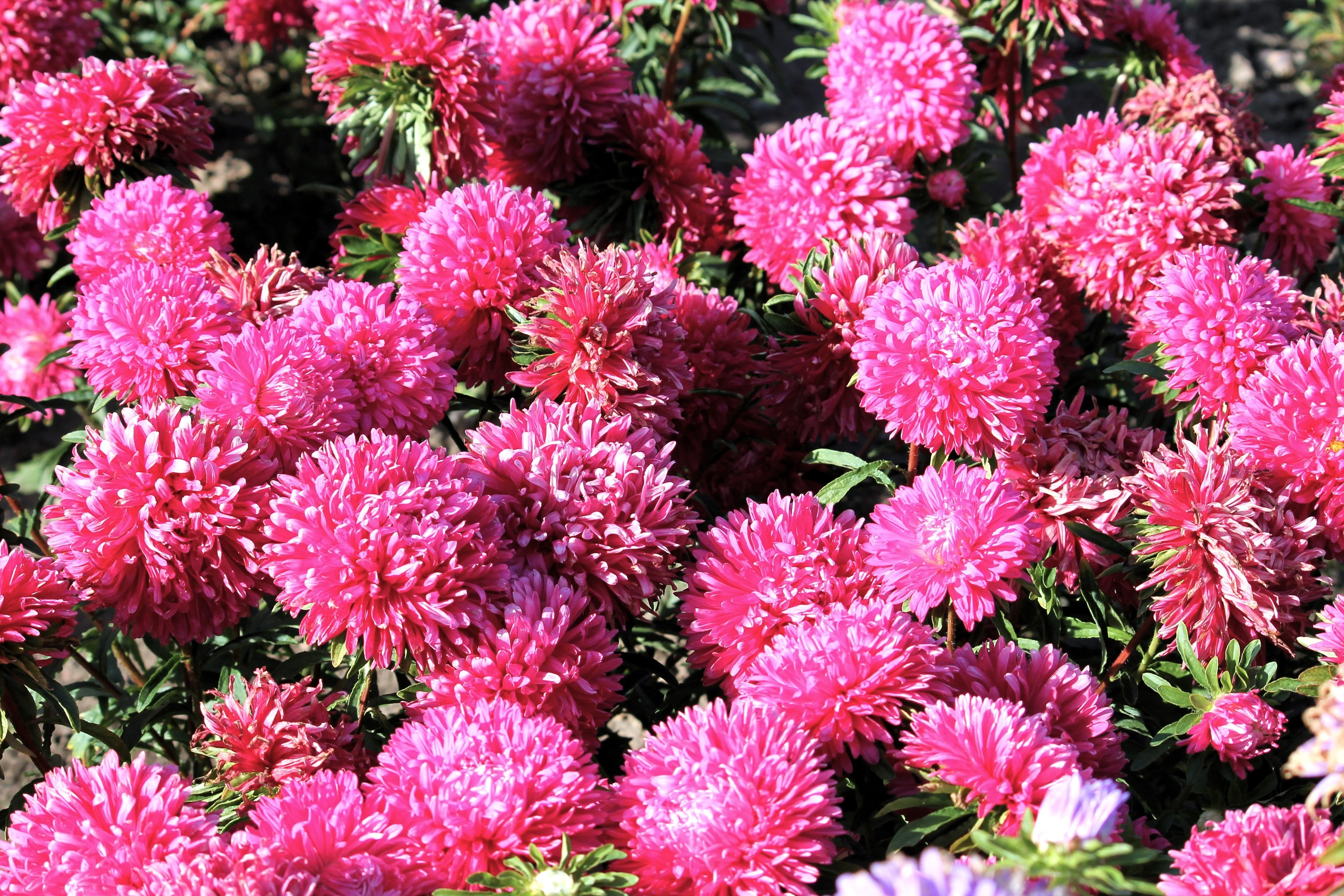 30 Duchess PINK PAEONY ASTER French Peony Callistephus Flower Seeds - Image 5